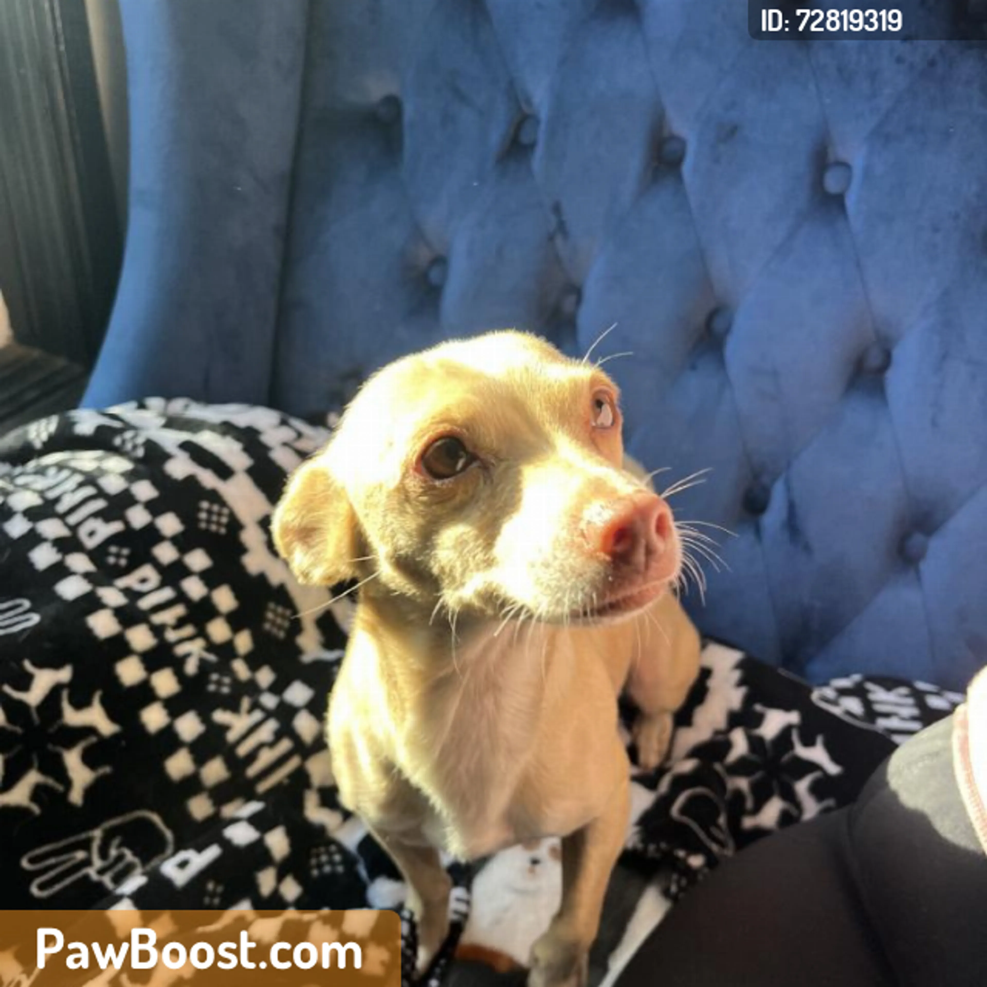 Found pet