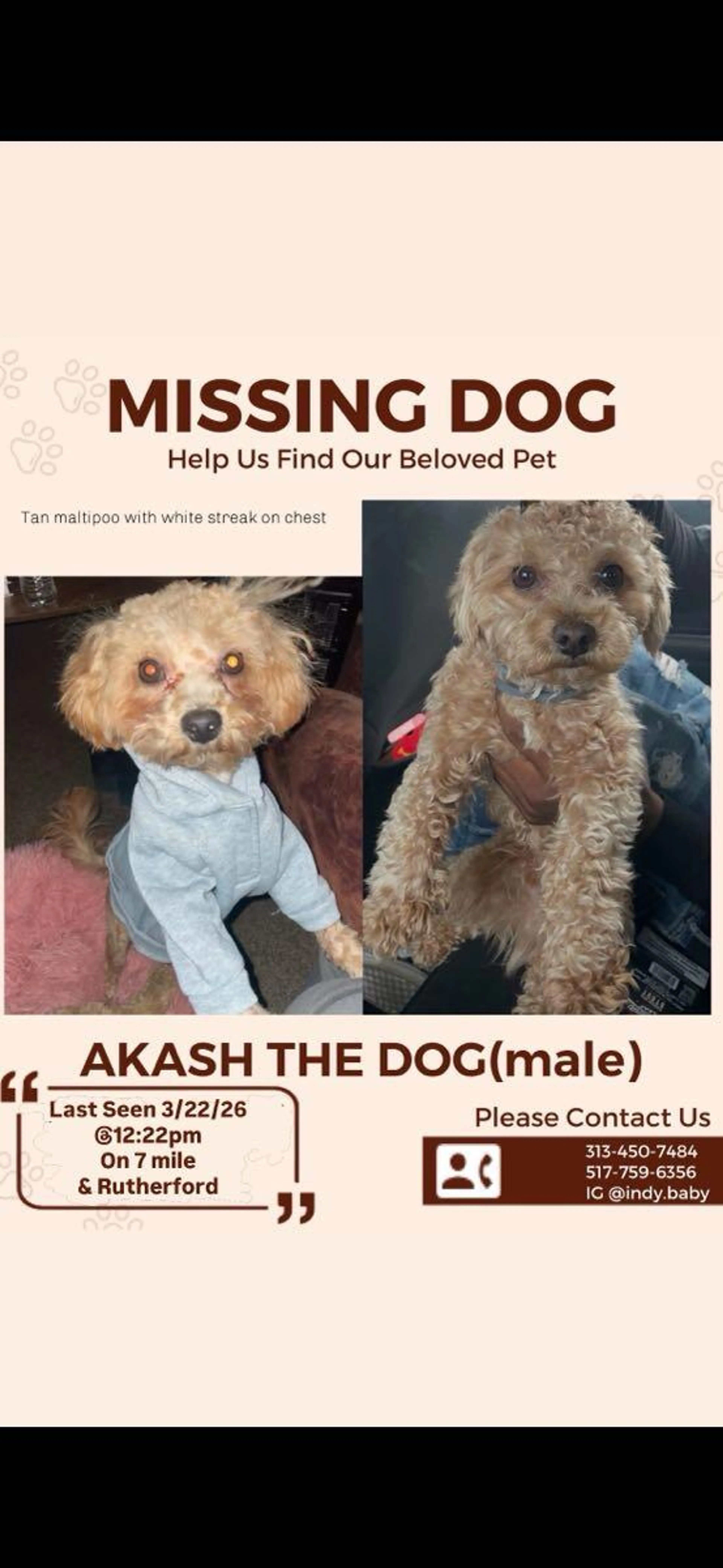 Lost pet