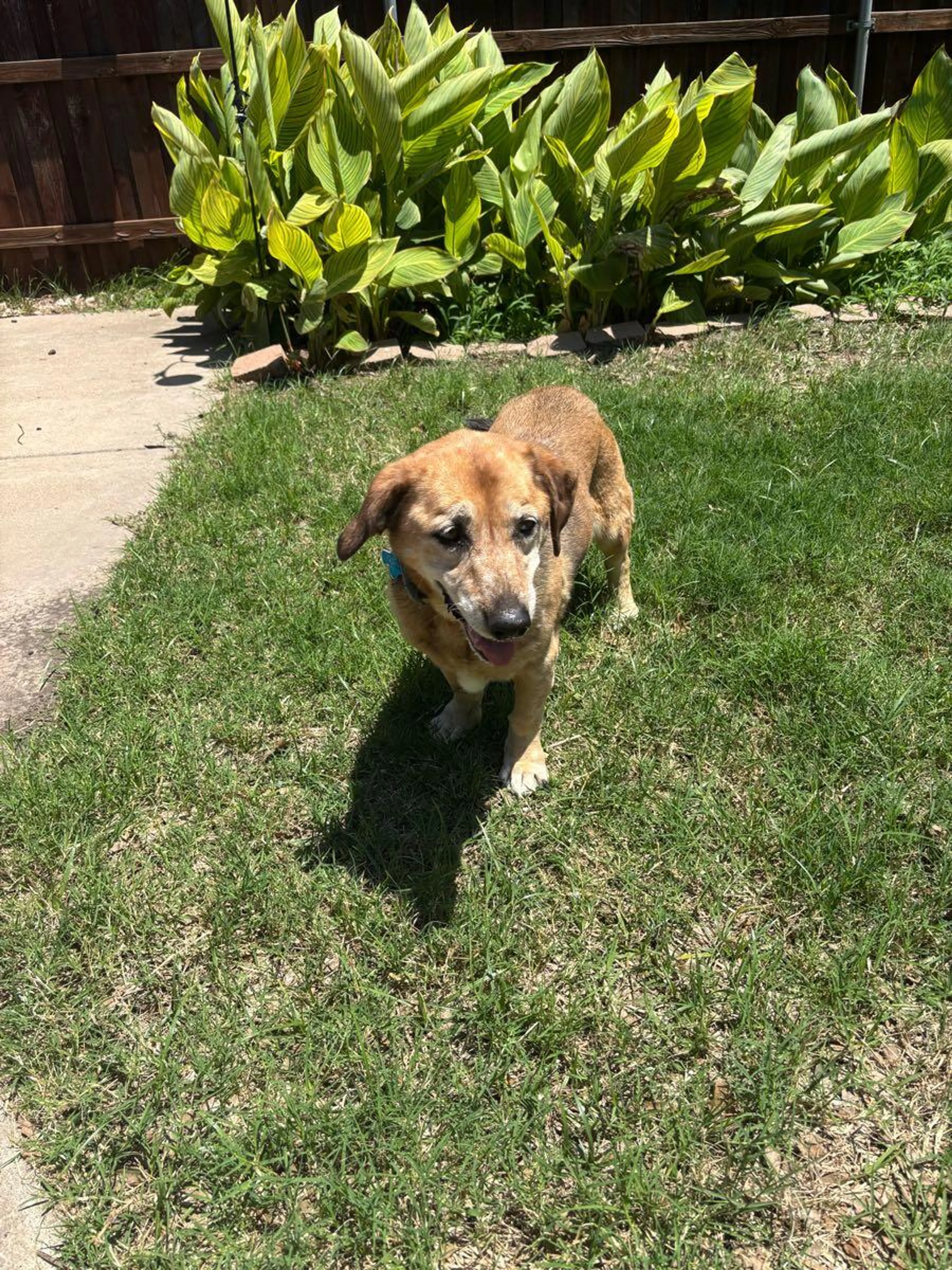 Found pet