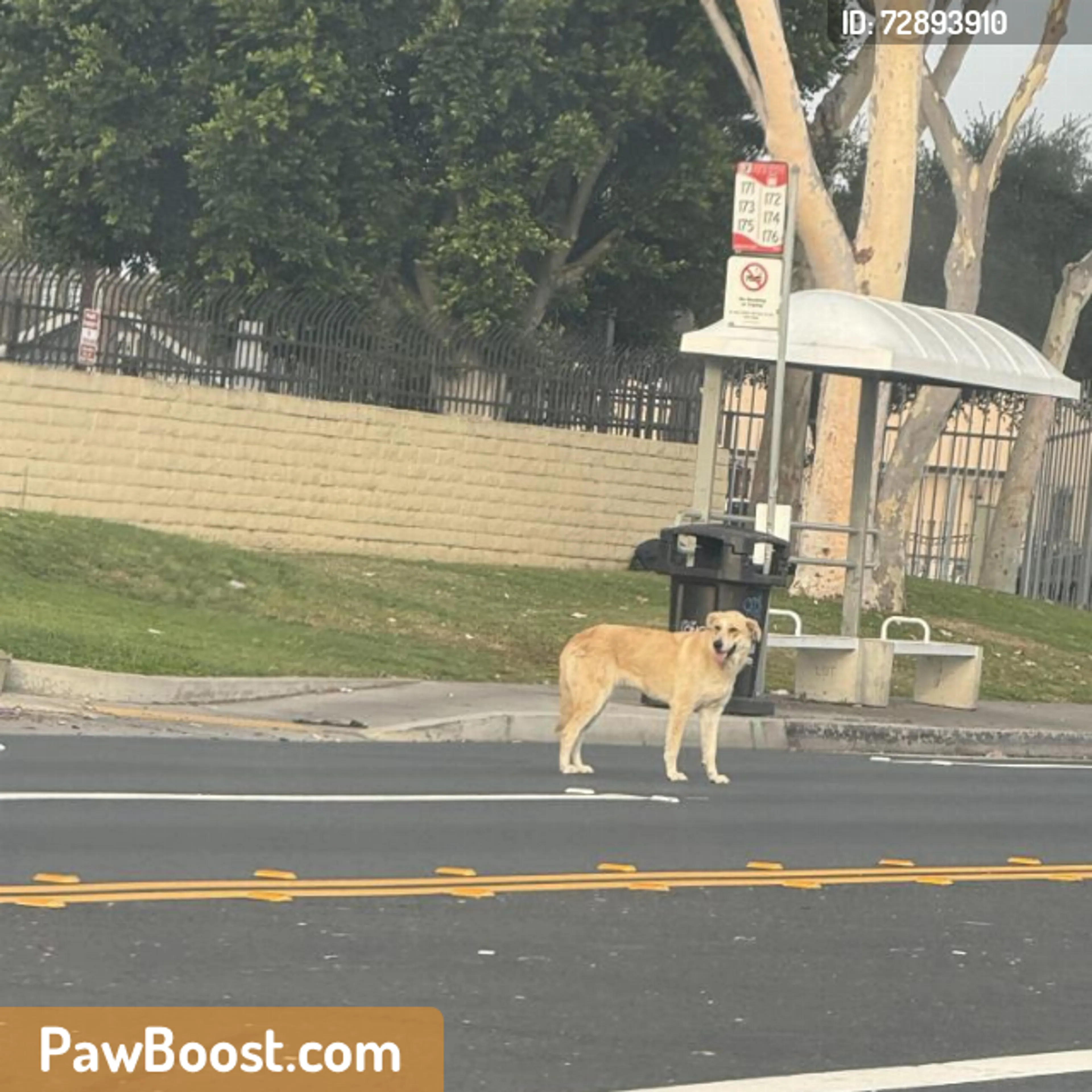 Found pet