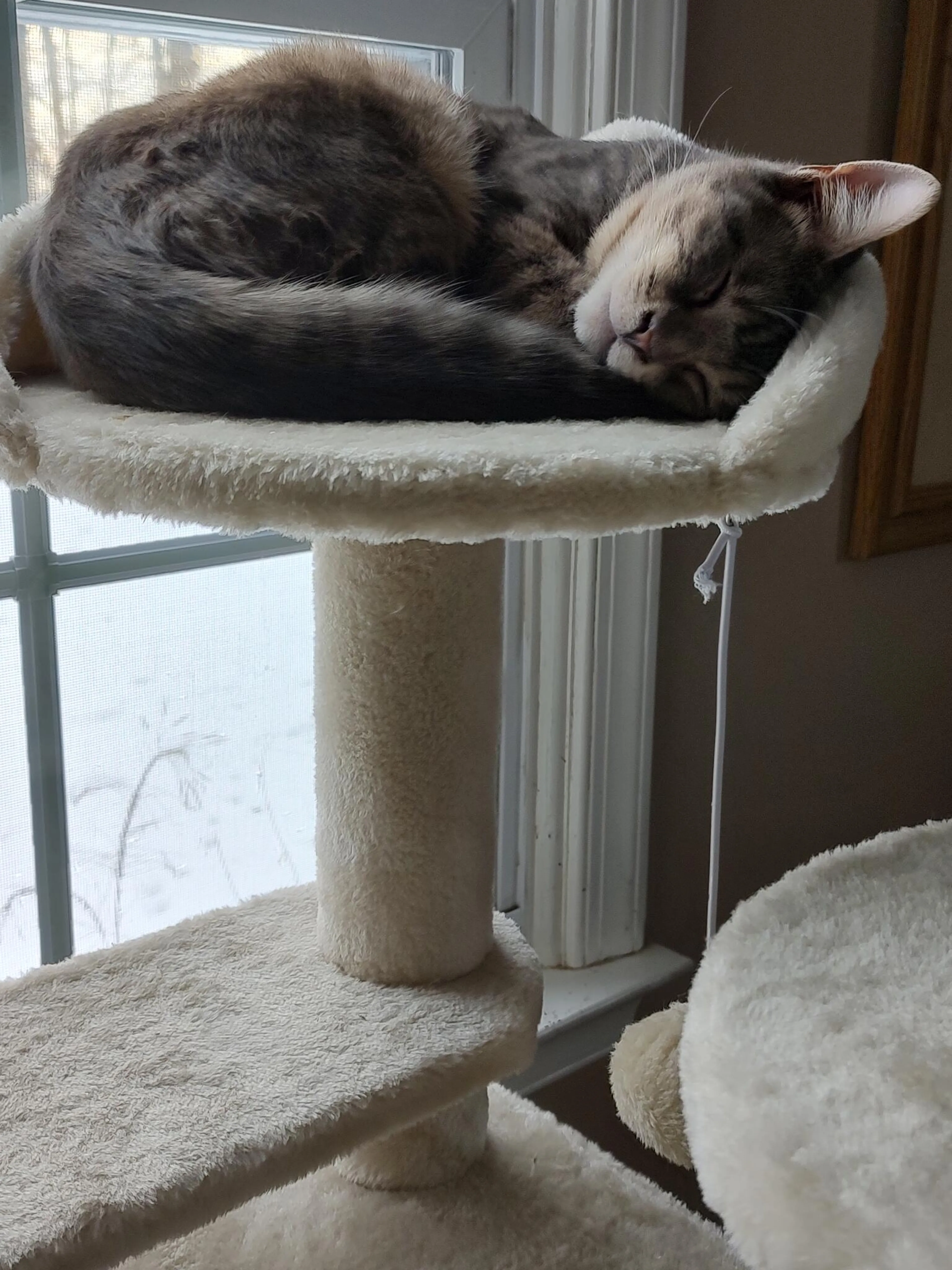Lost pet