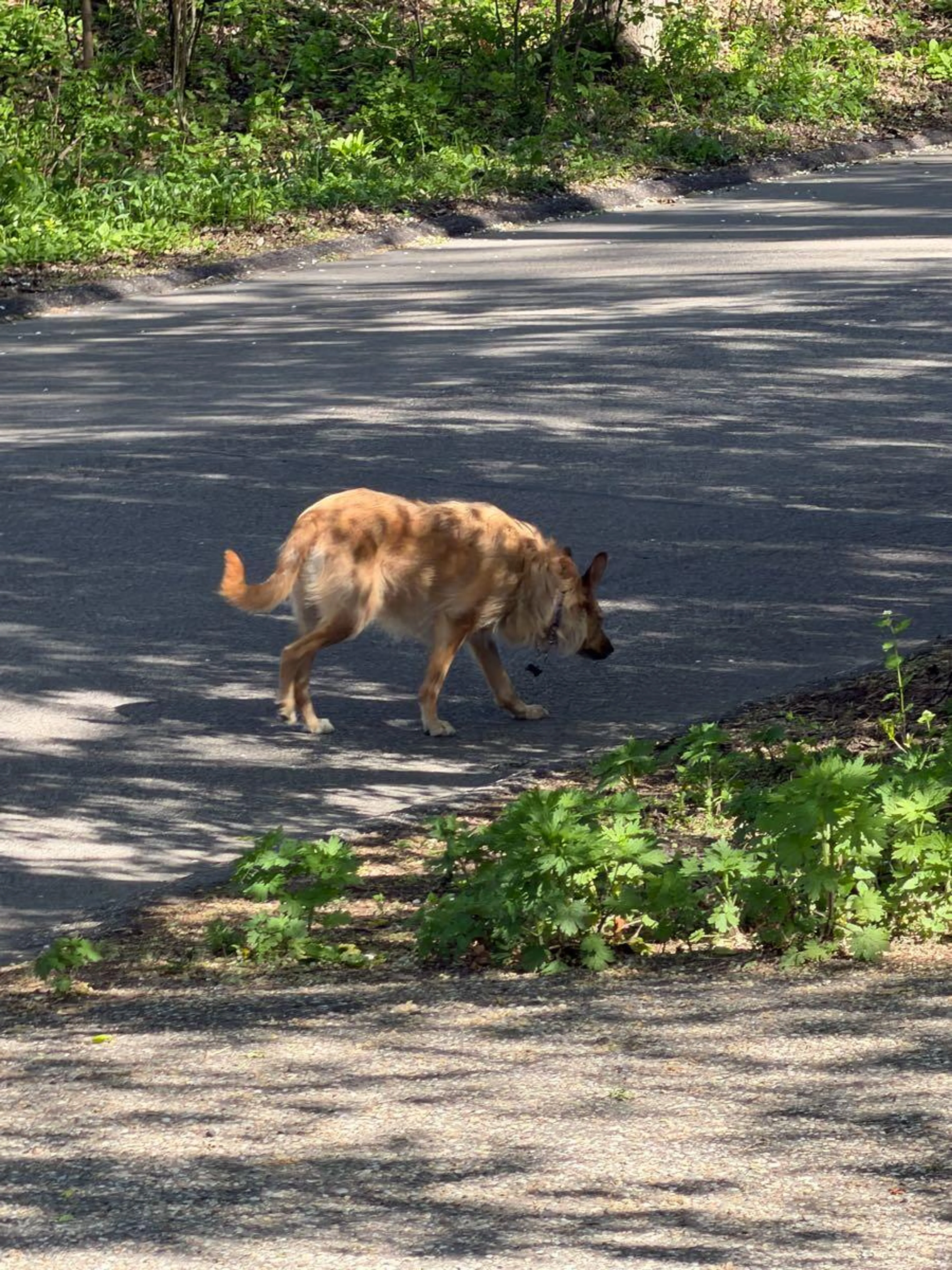 Found pet