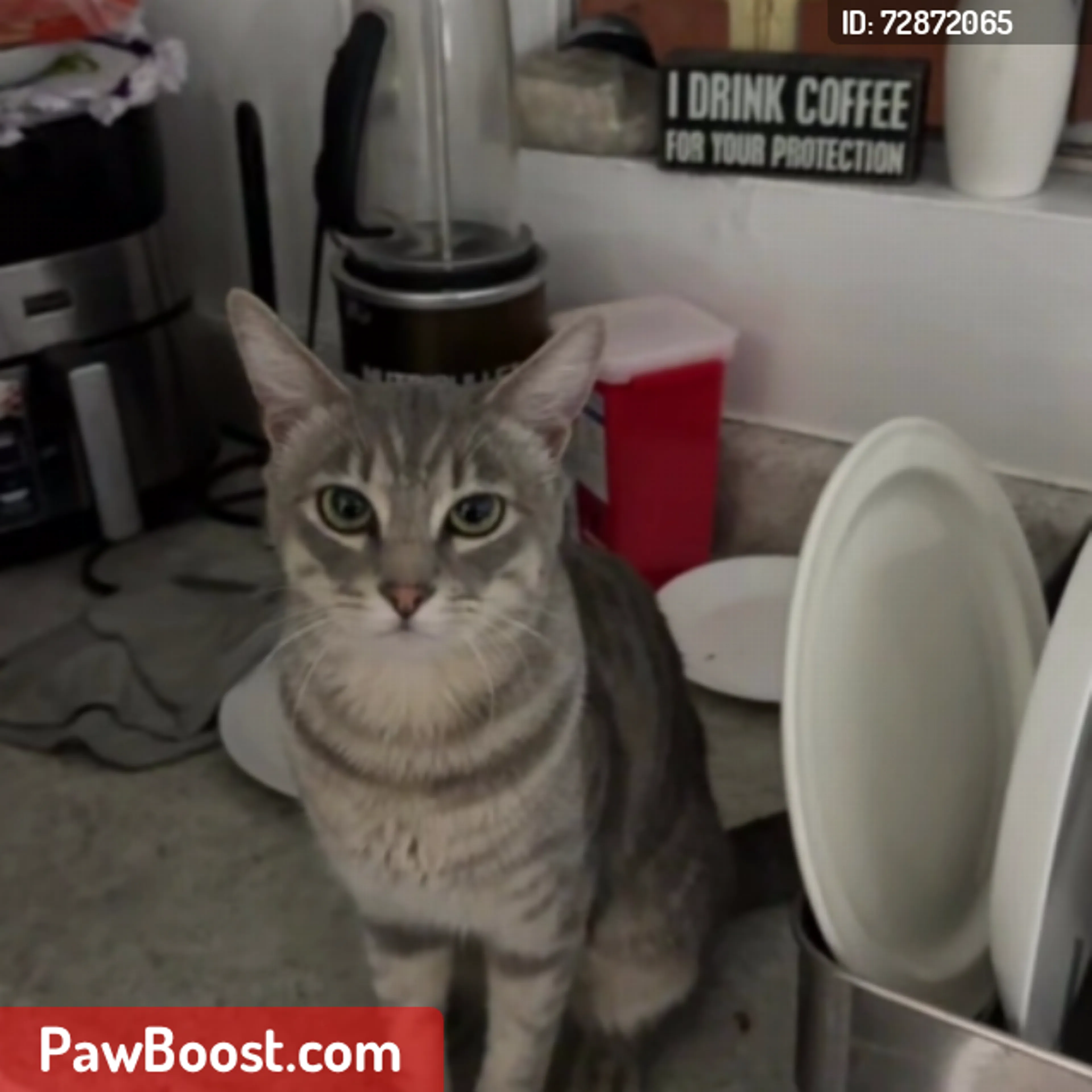 Lost pet