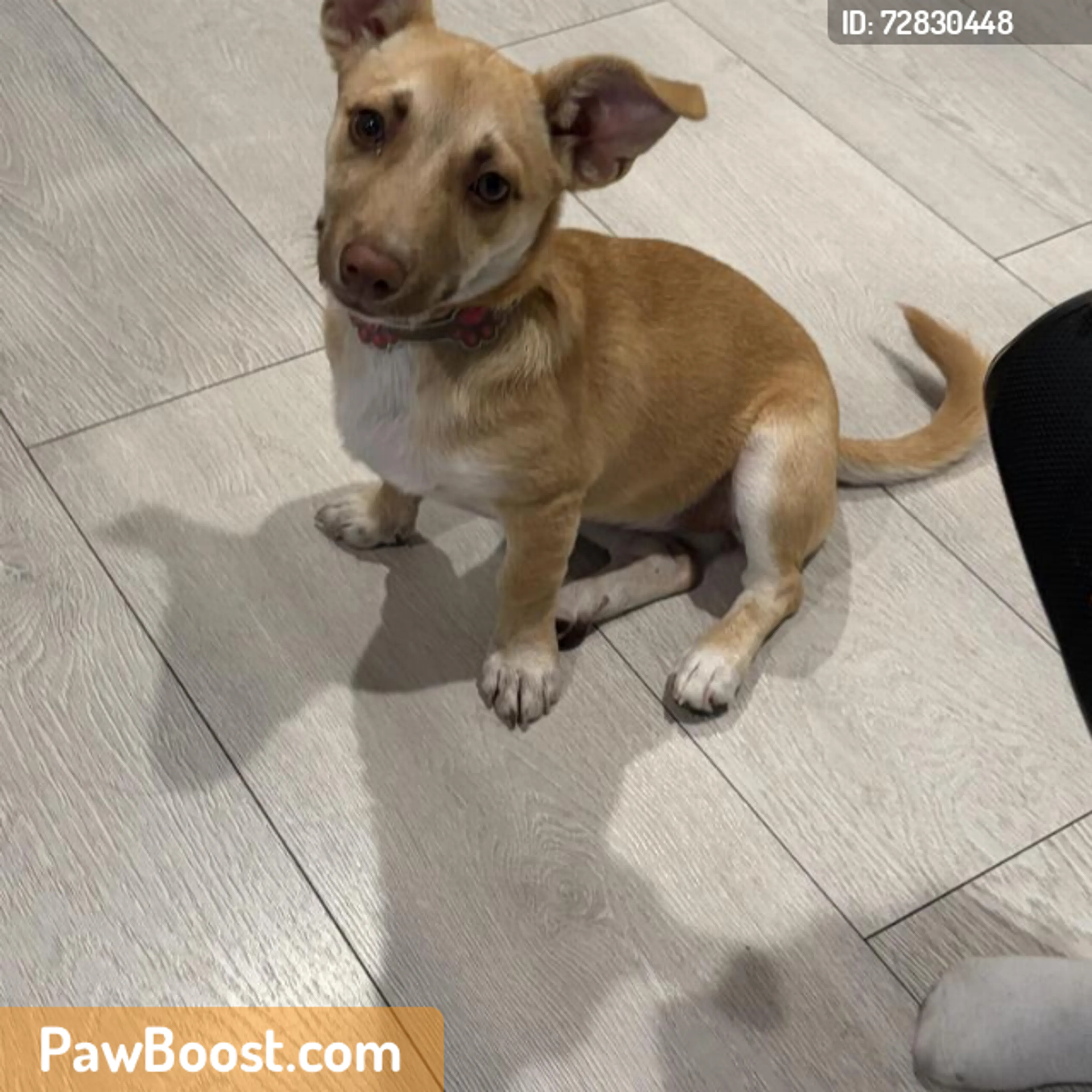 Found pet