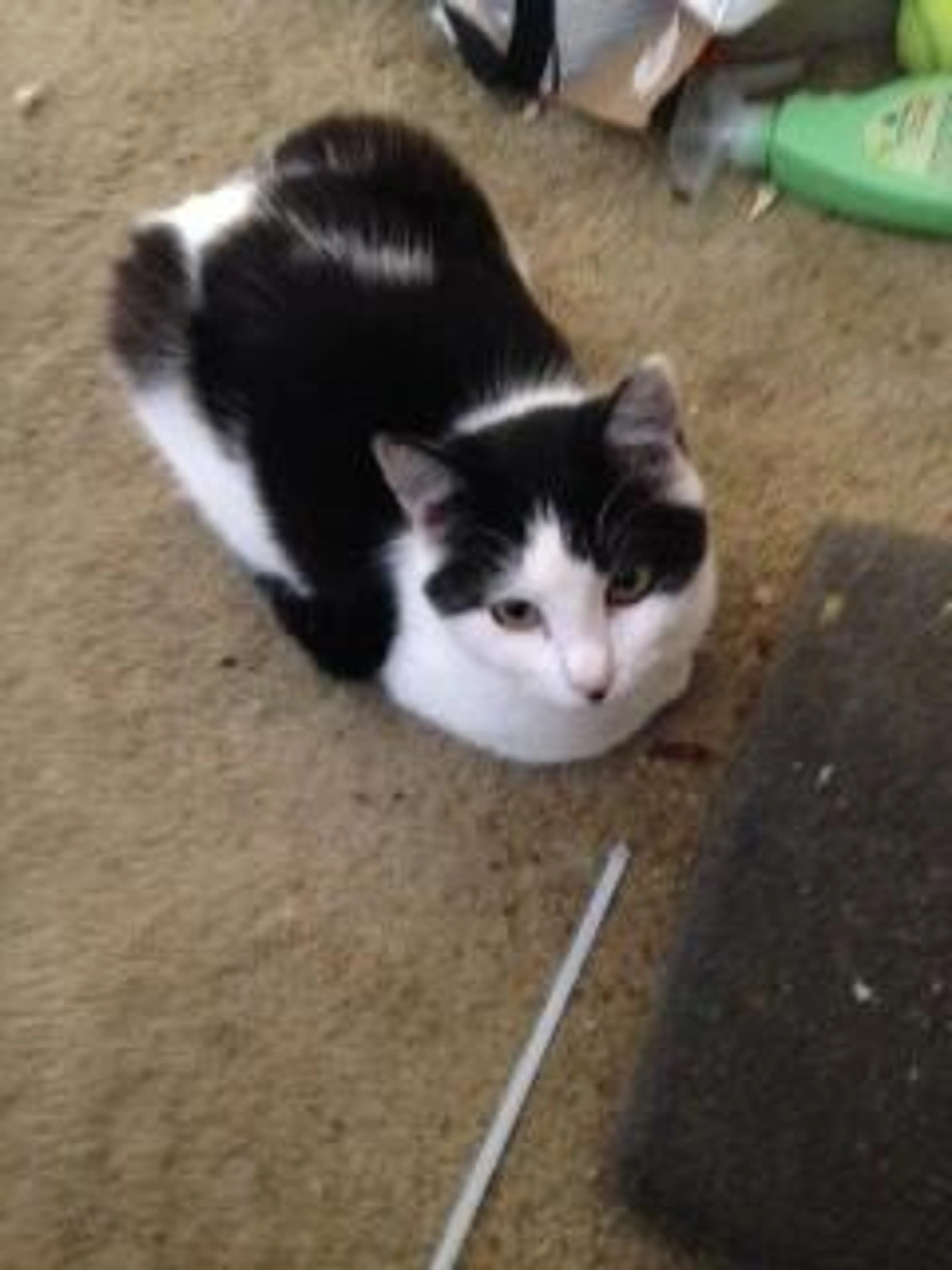 Lost pet