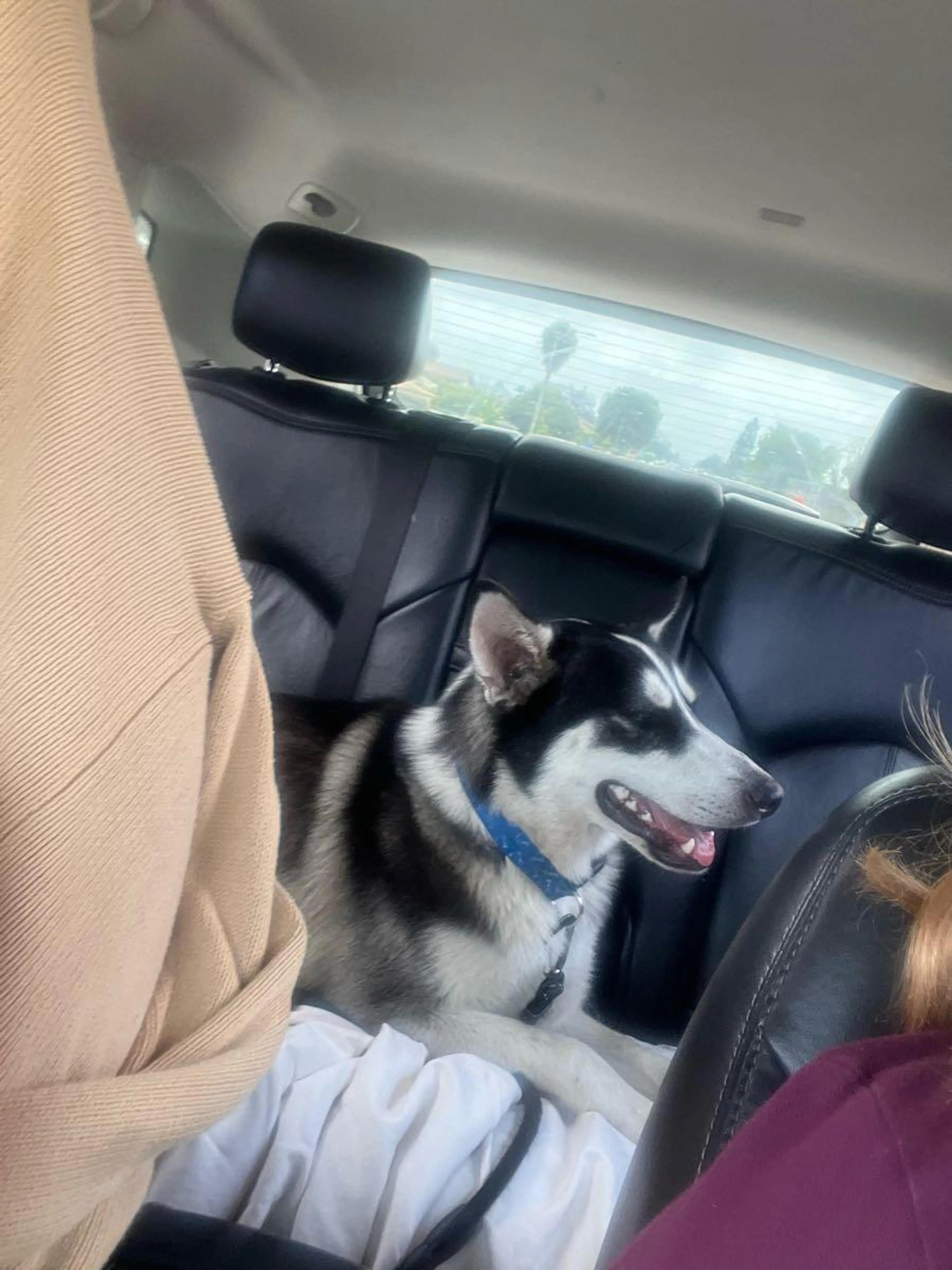 Found pet