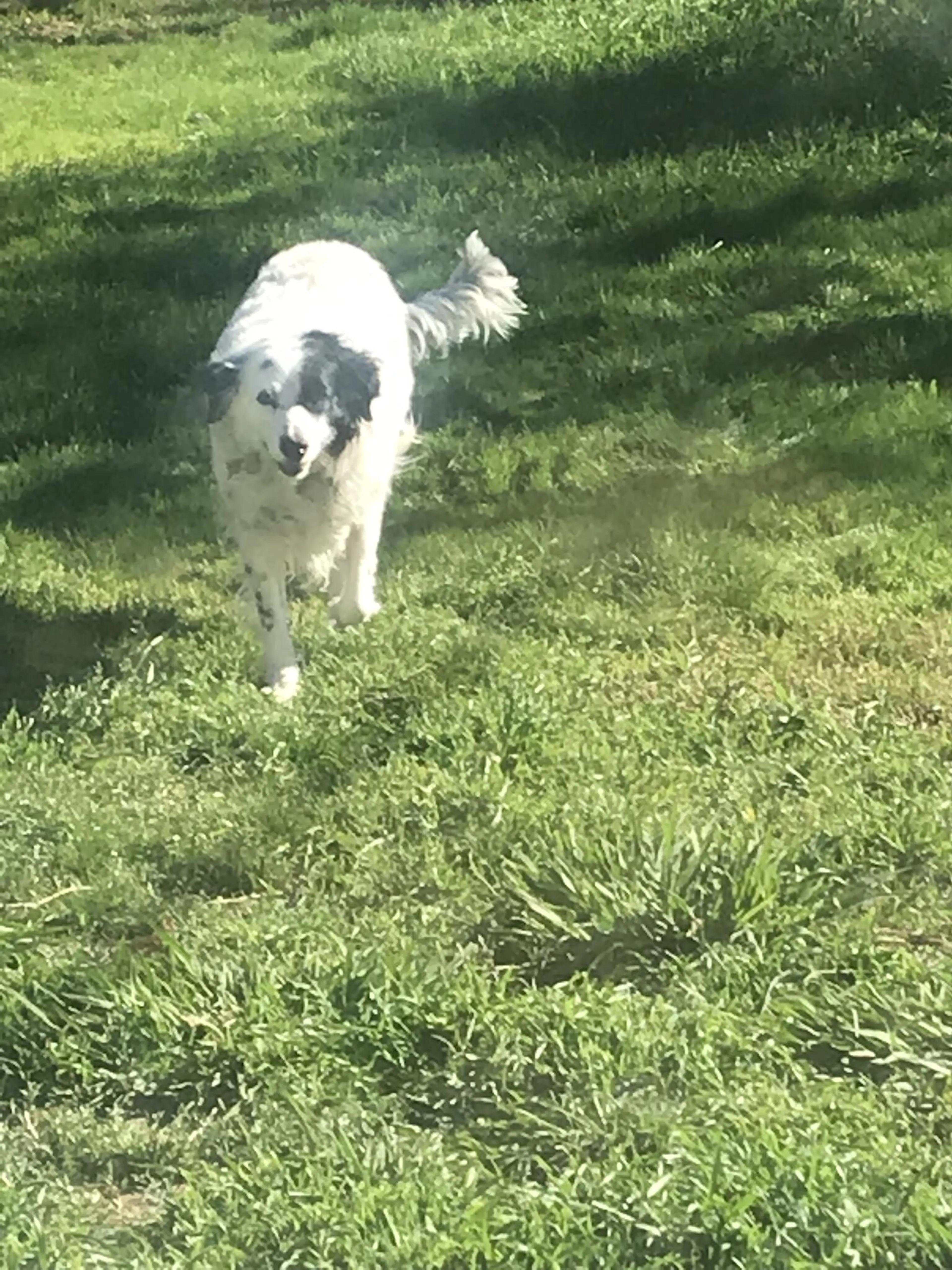 Found pet