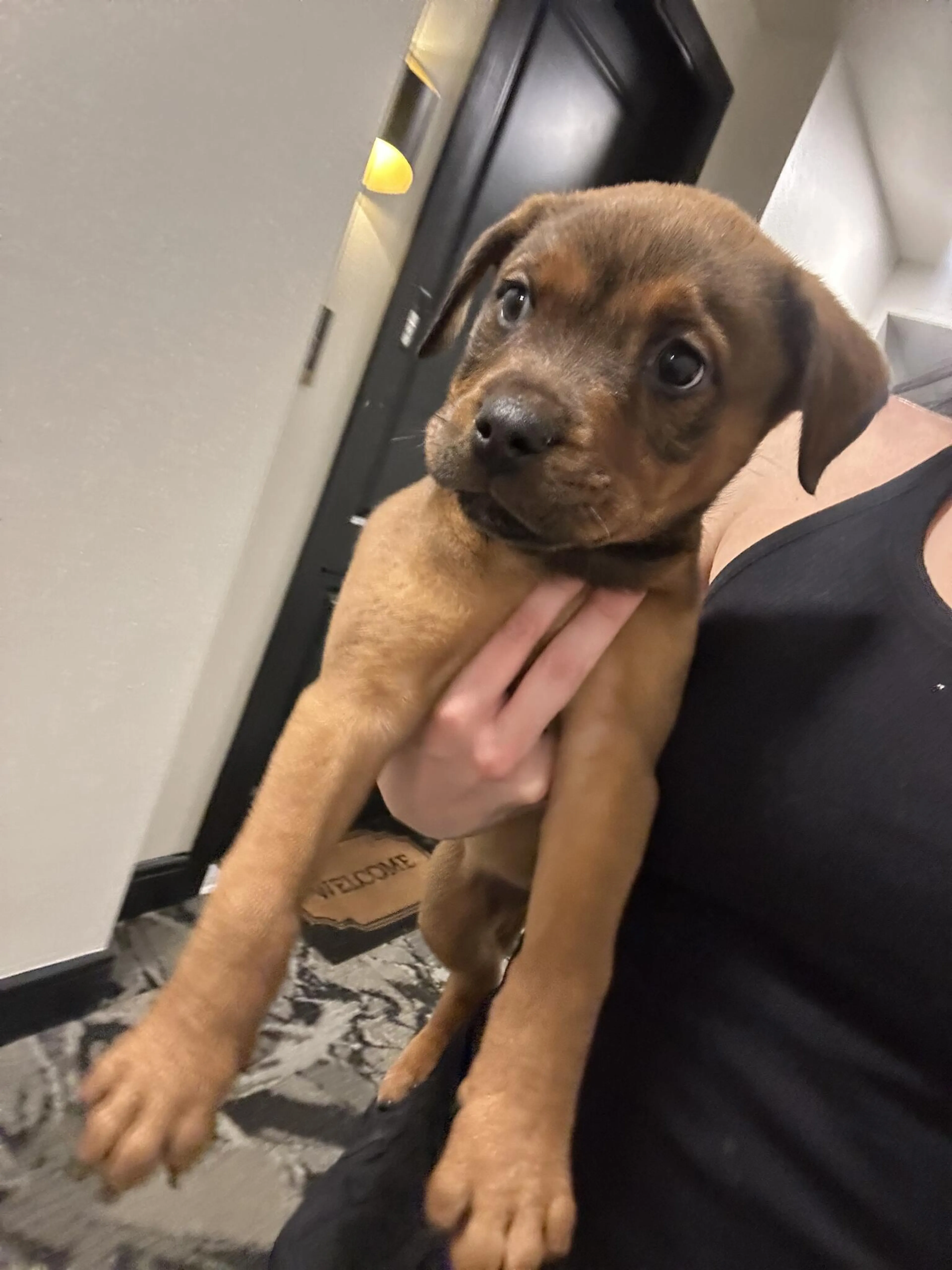 Found pet