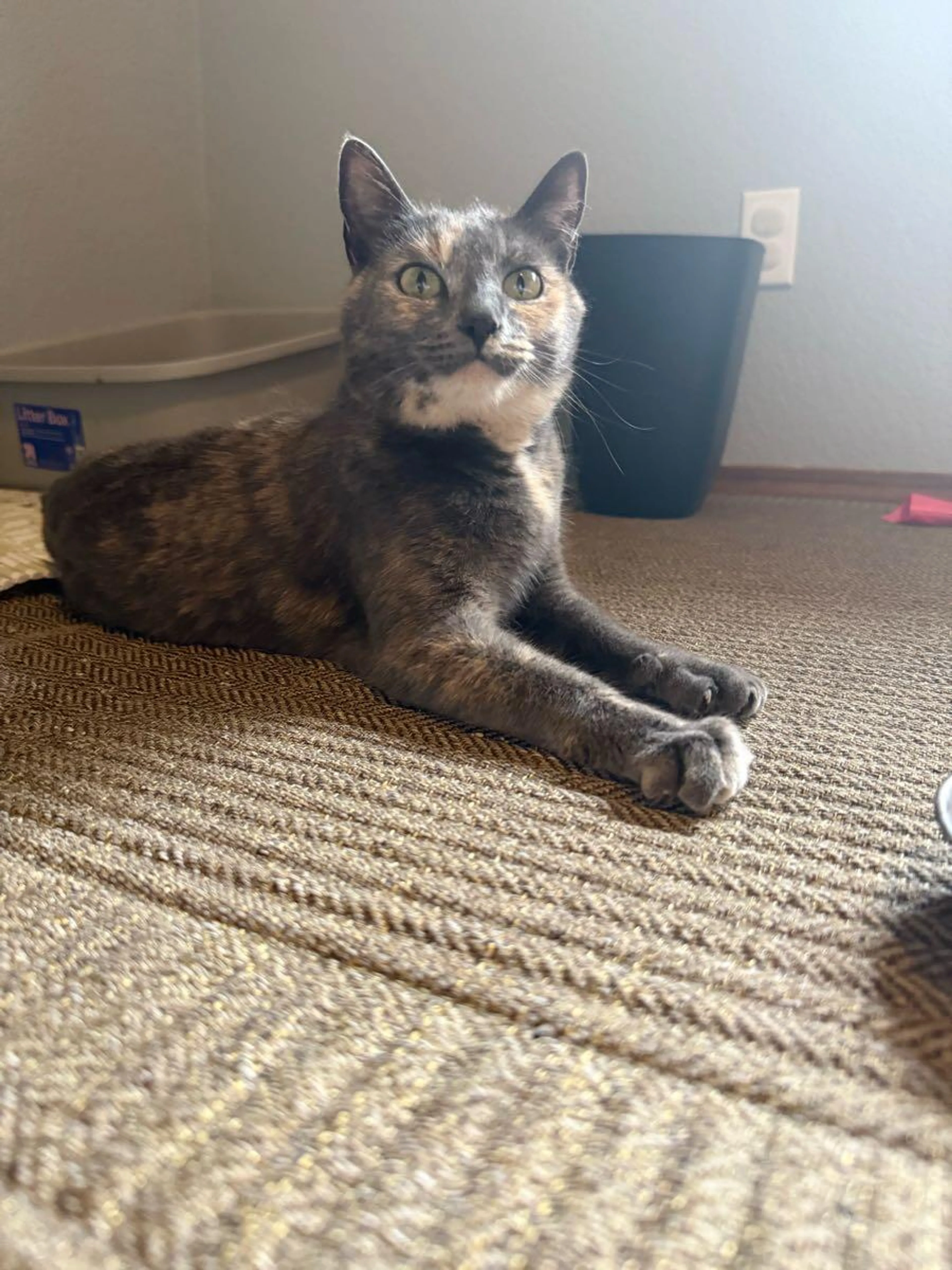 Lost pet