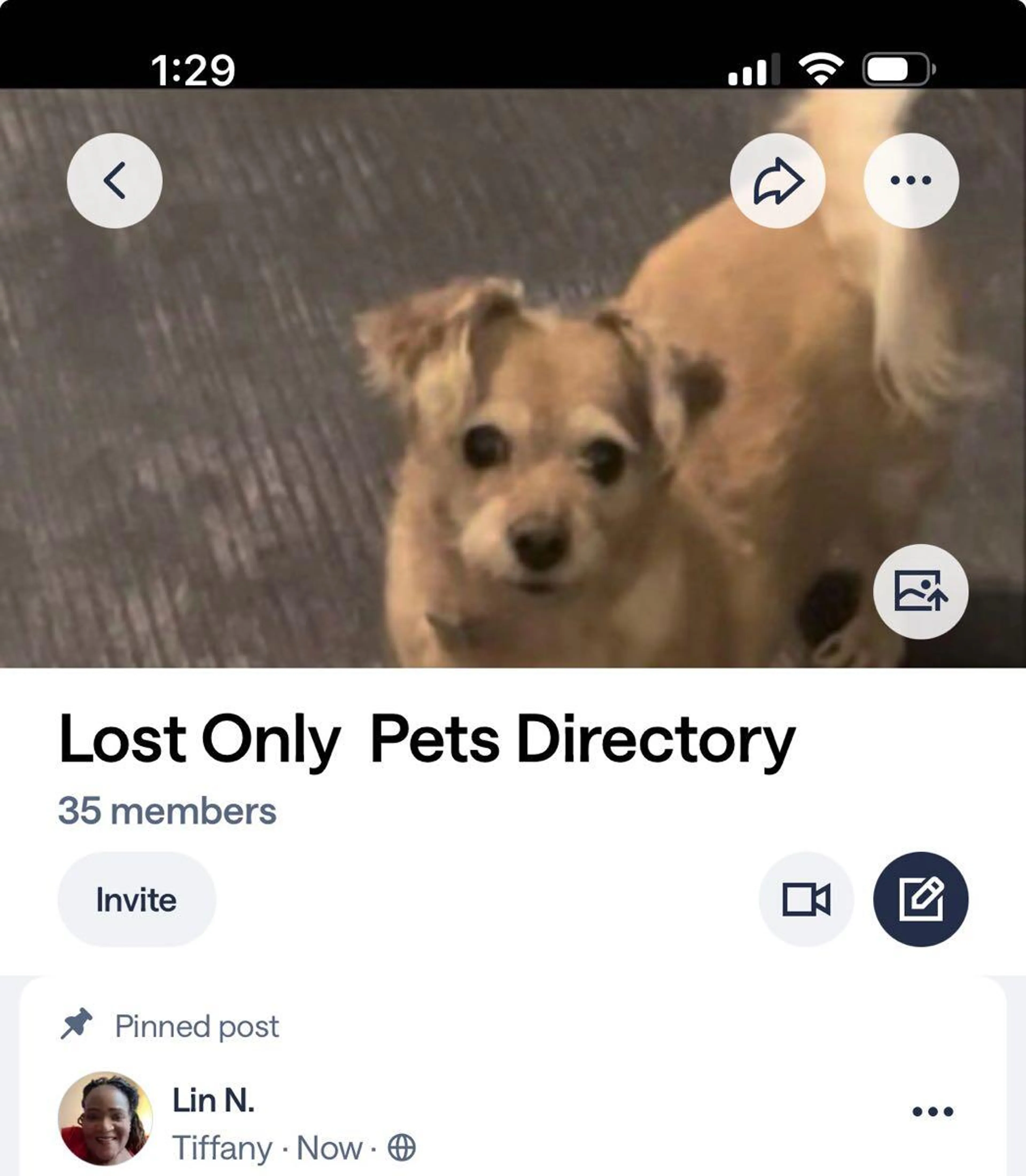 Lost pet
