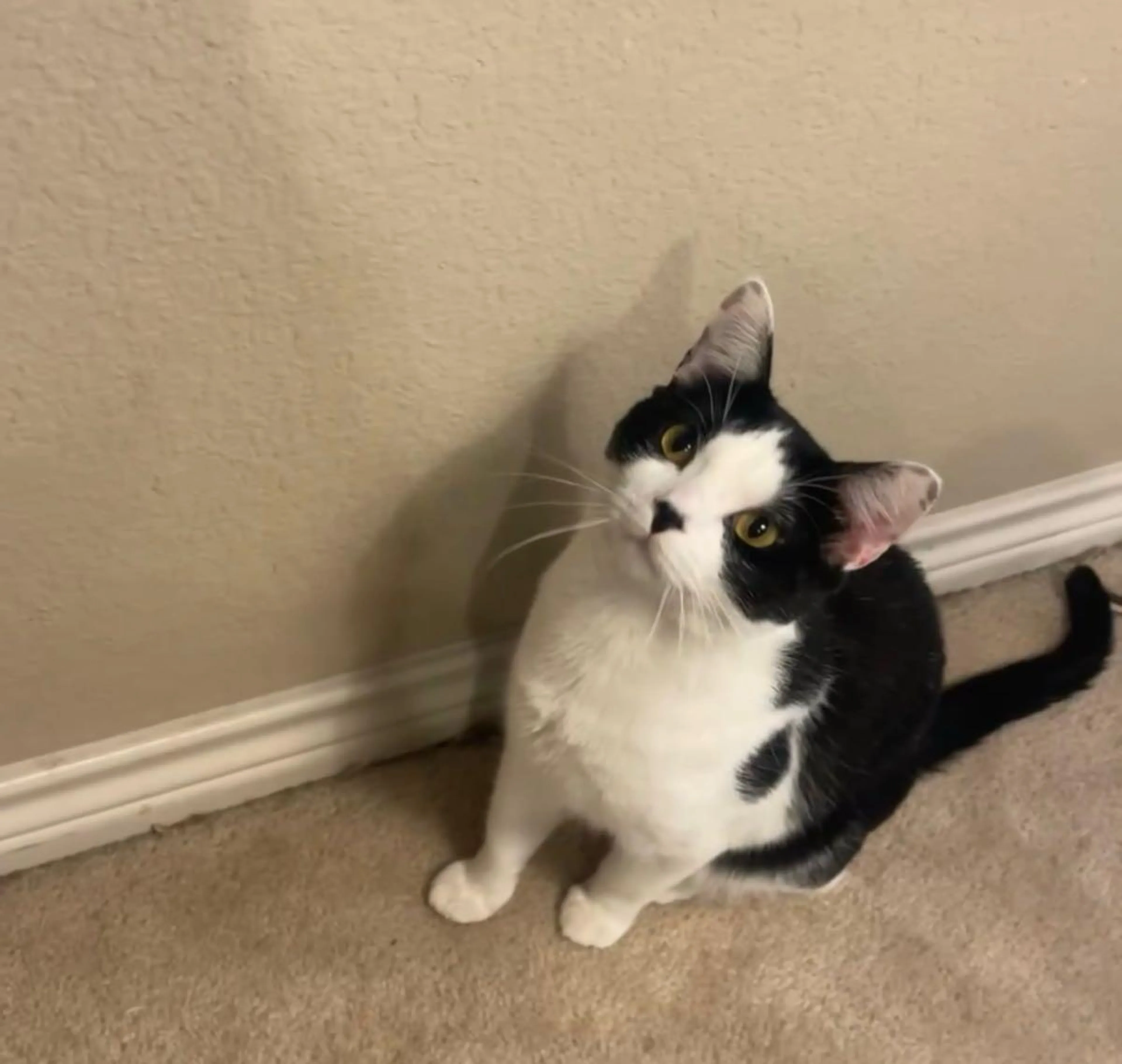 Lost pet