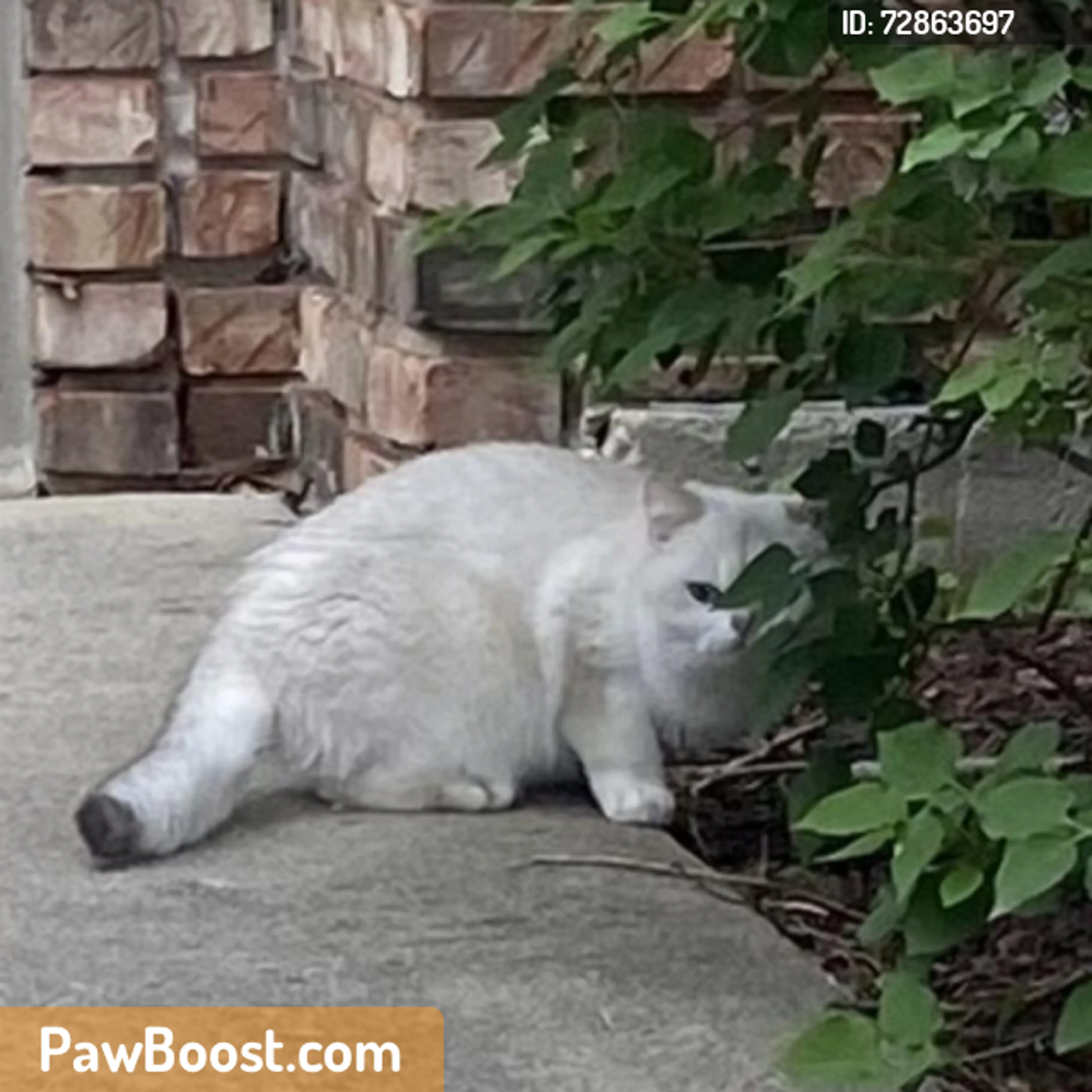 Found pet