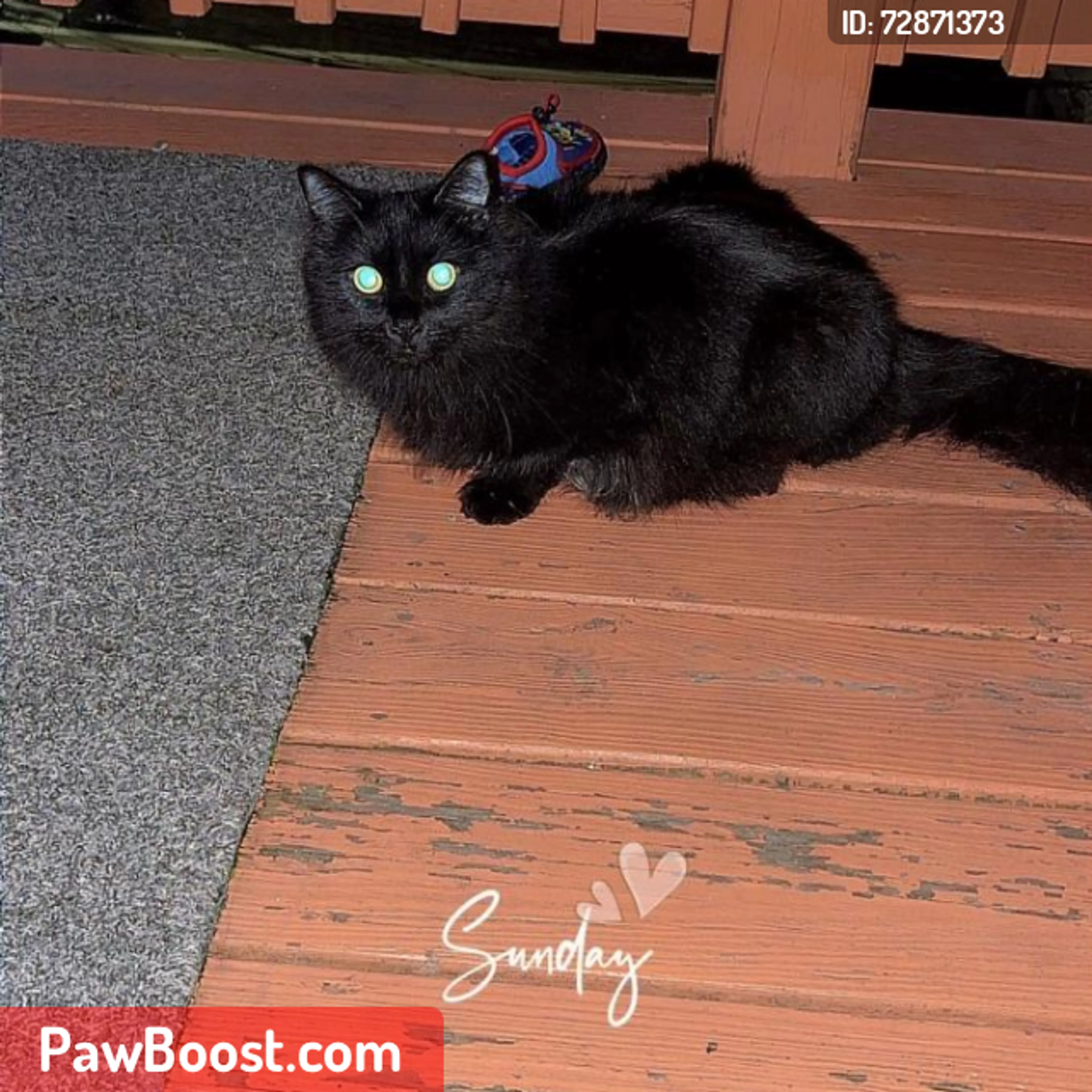 Lost pet