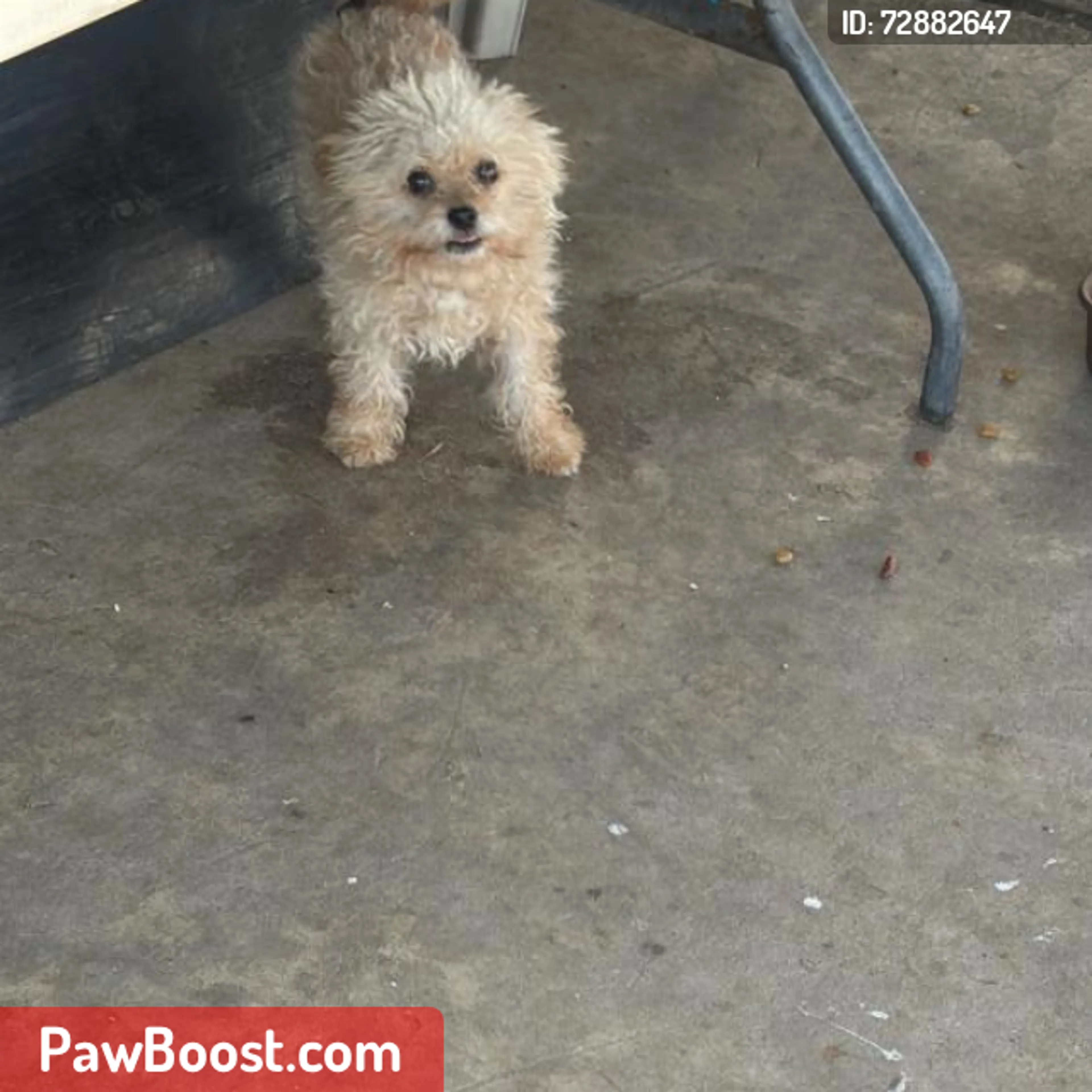 Lost pet