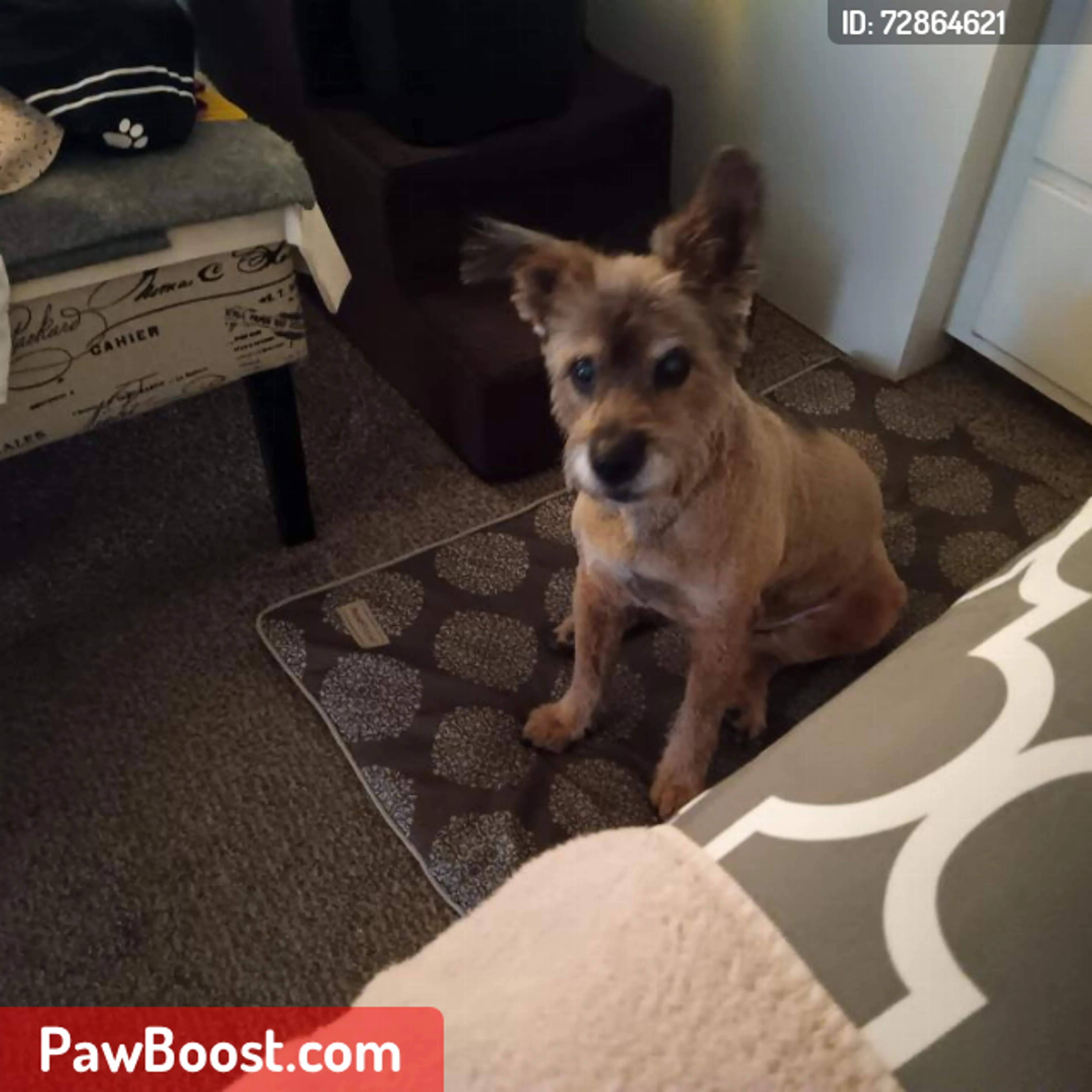 Lost pet