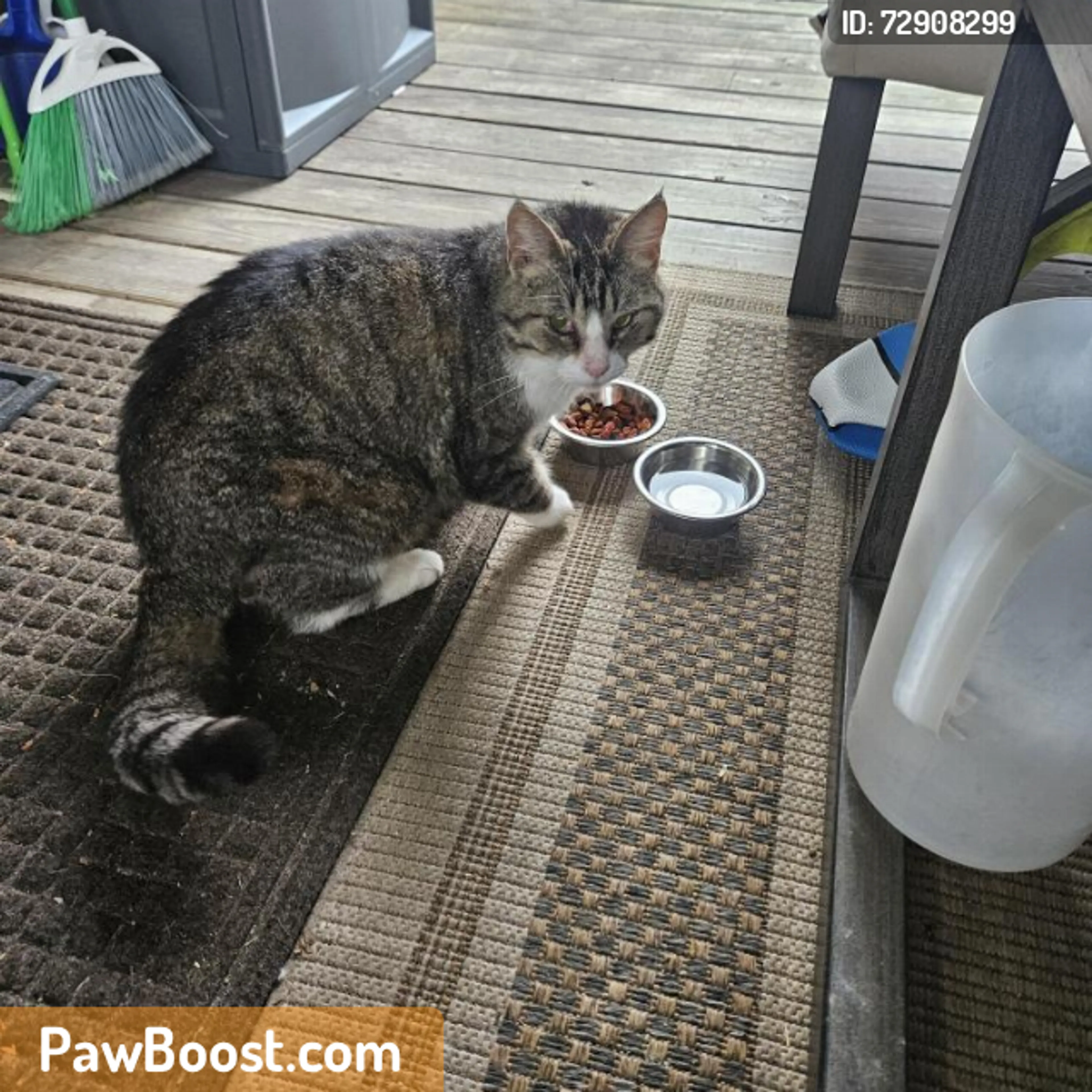 Found pet