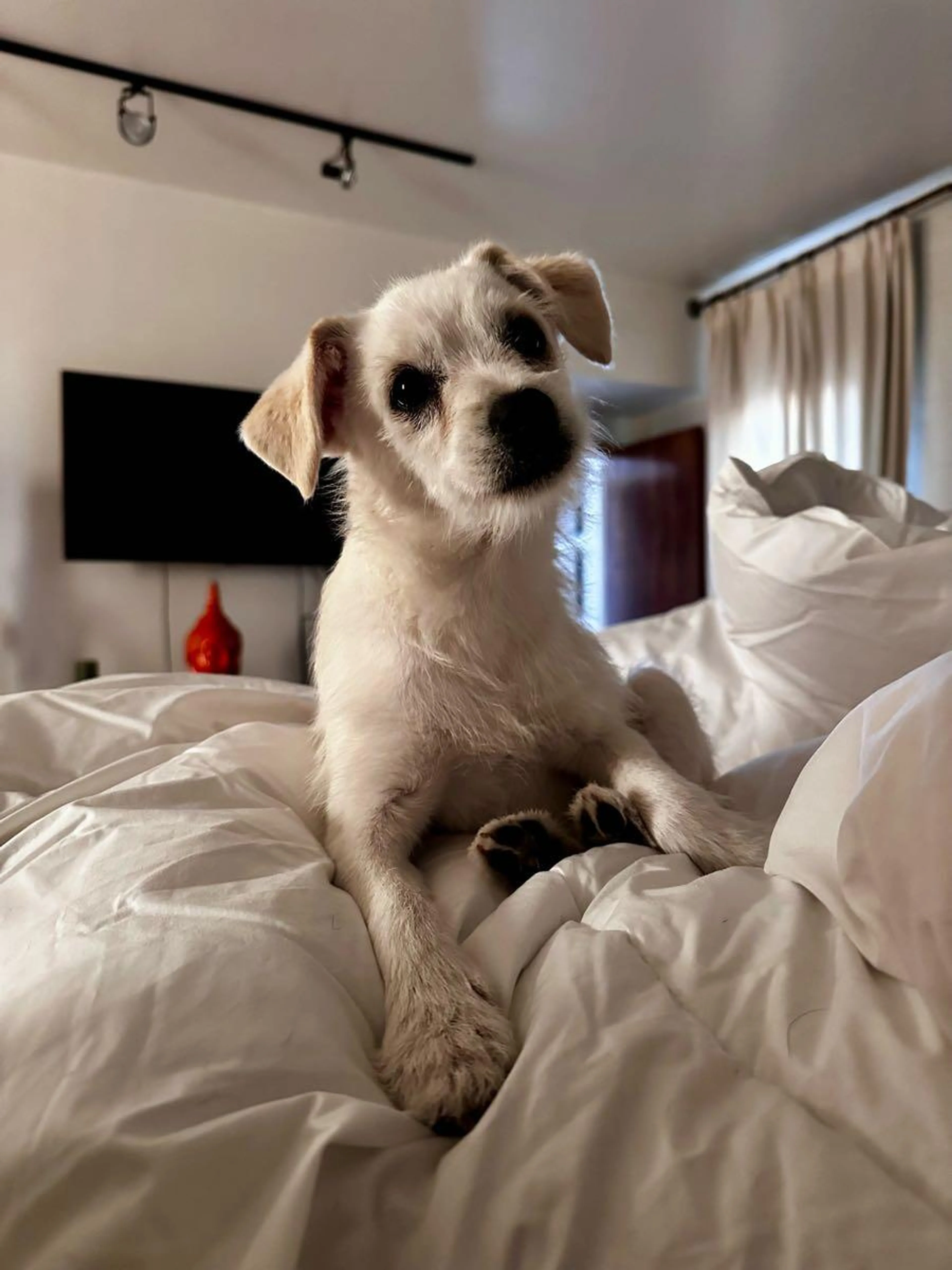 Found pet