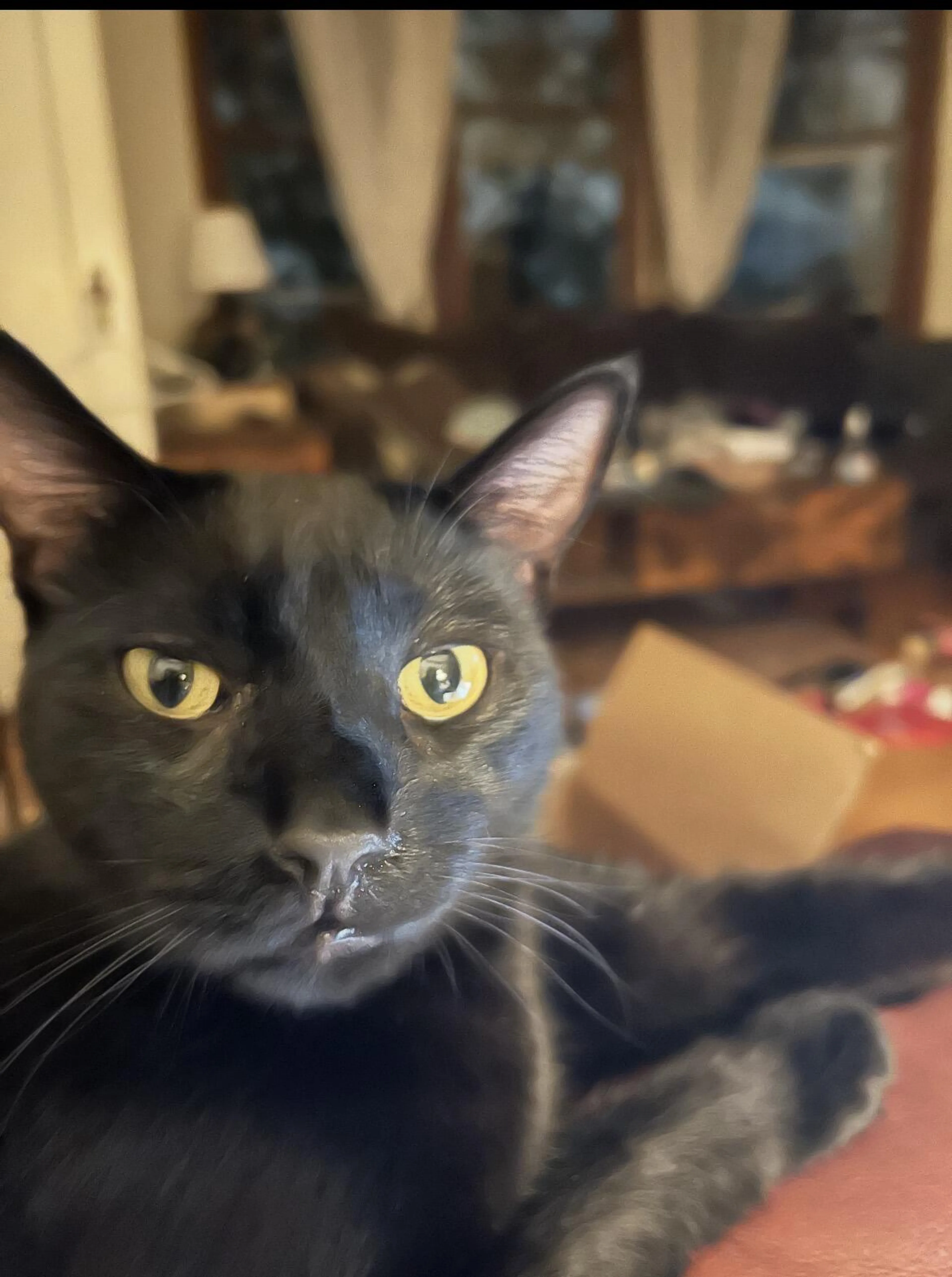 Lost pet