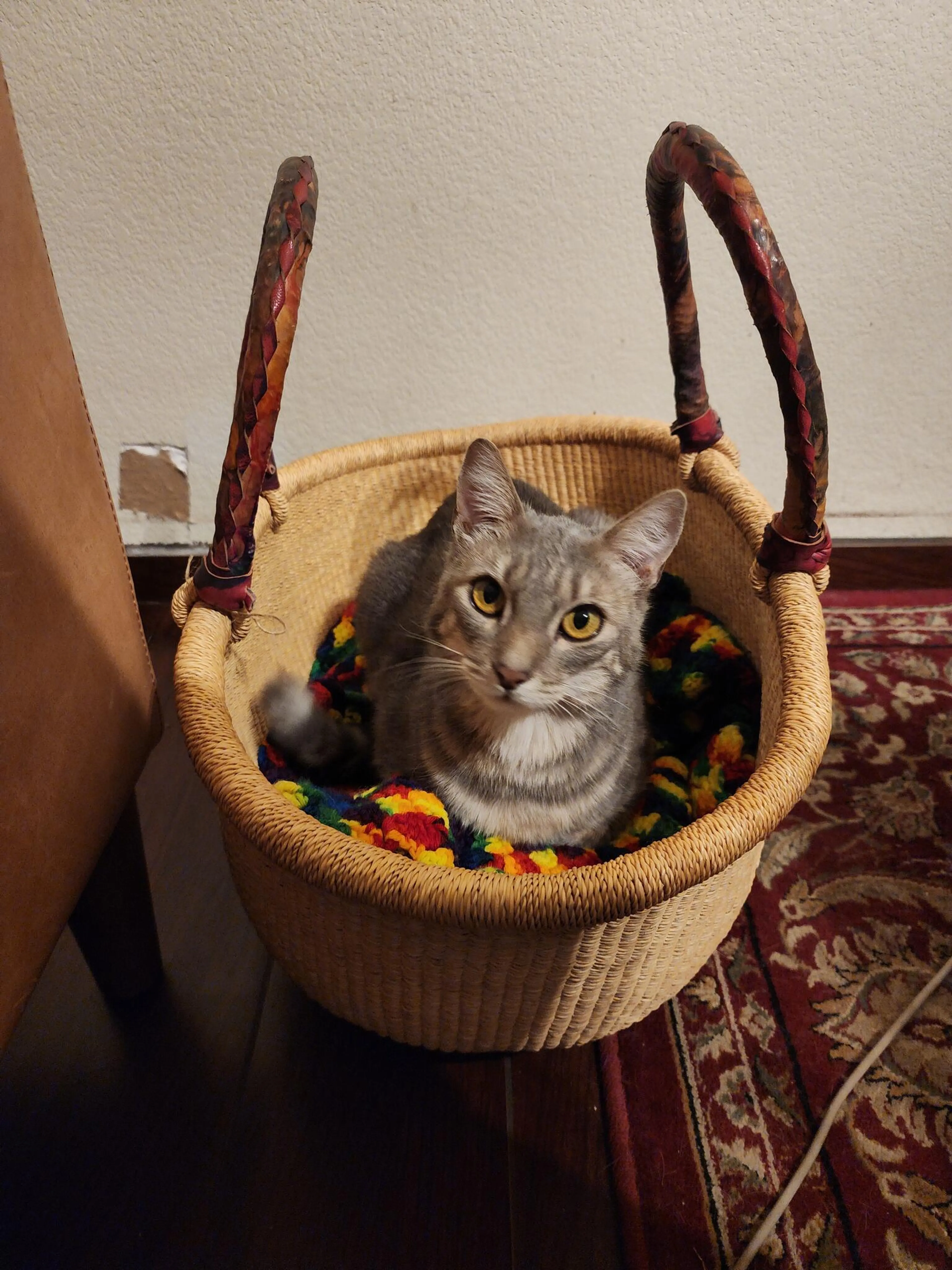 Lost pet