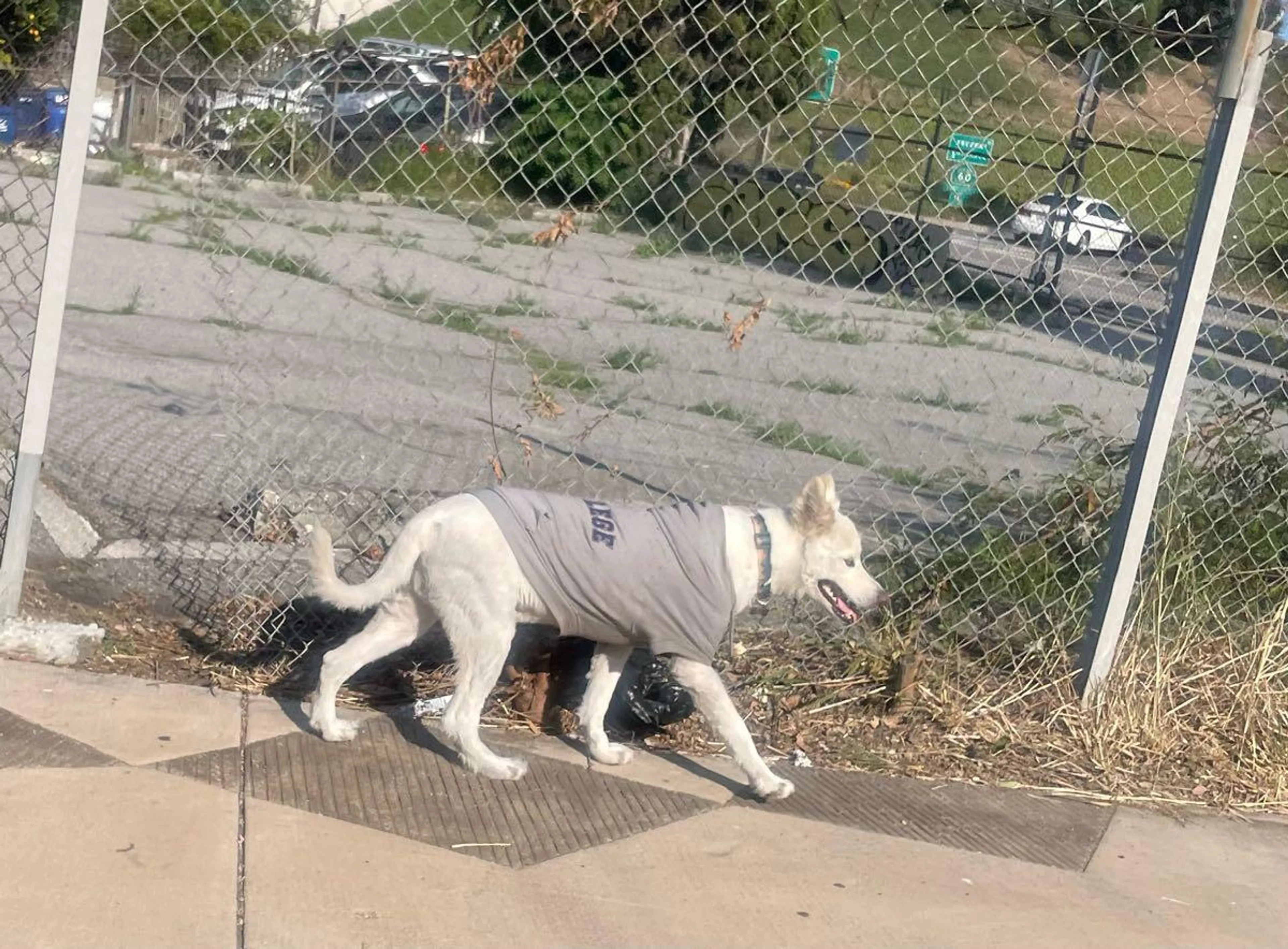 Found pet