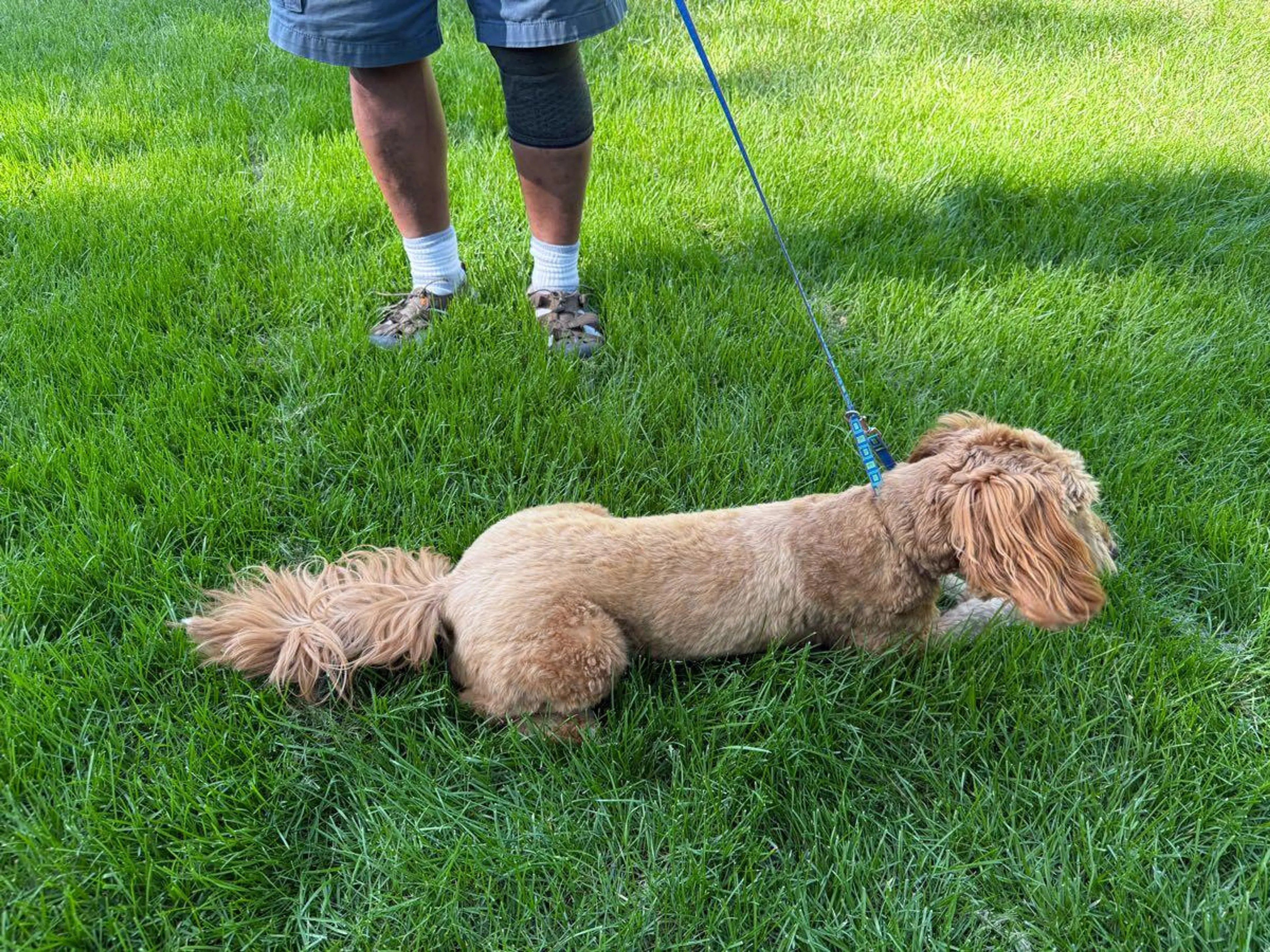 Found pet