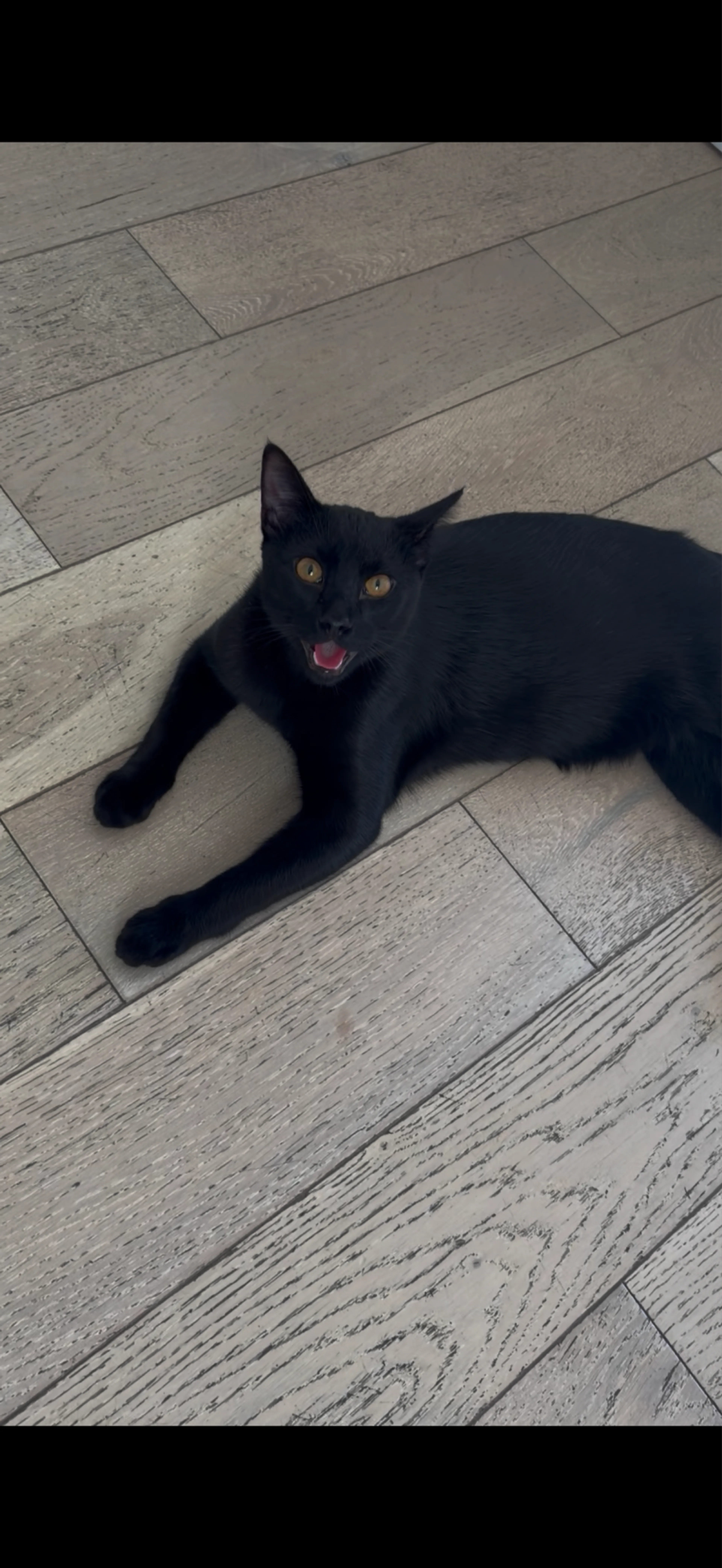 Lost pet