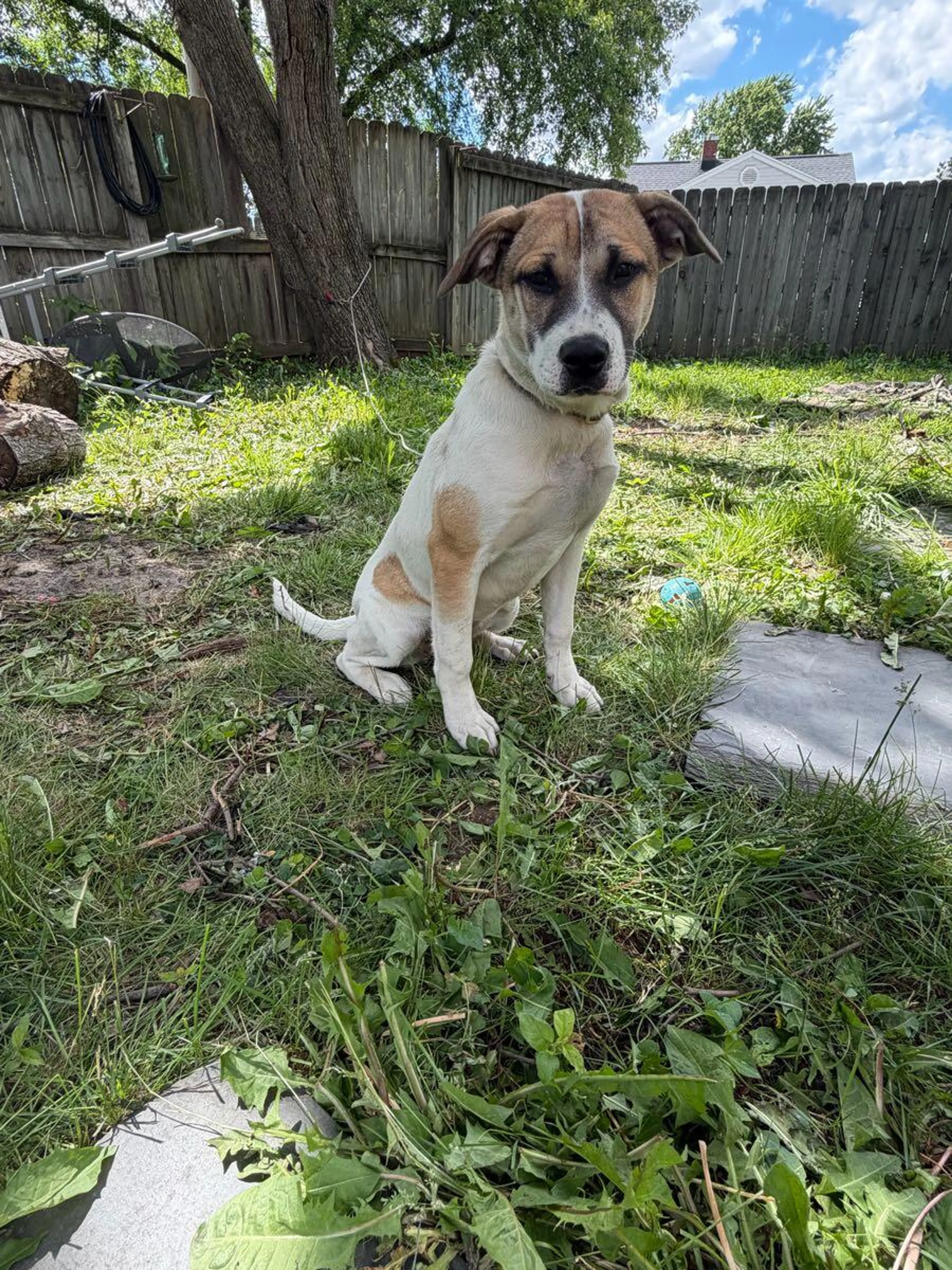 Lost pet