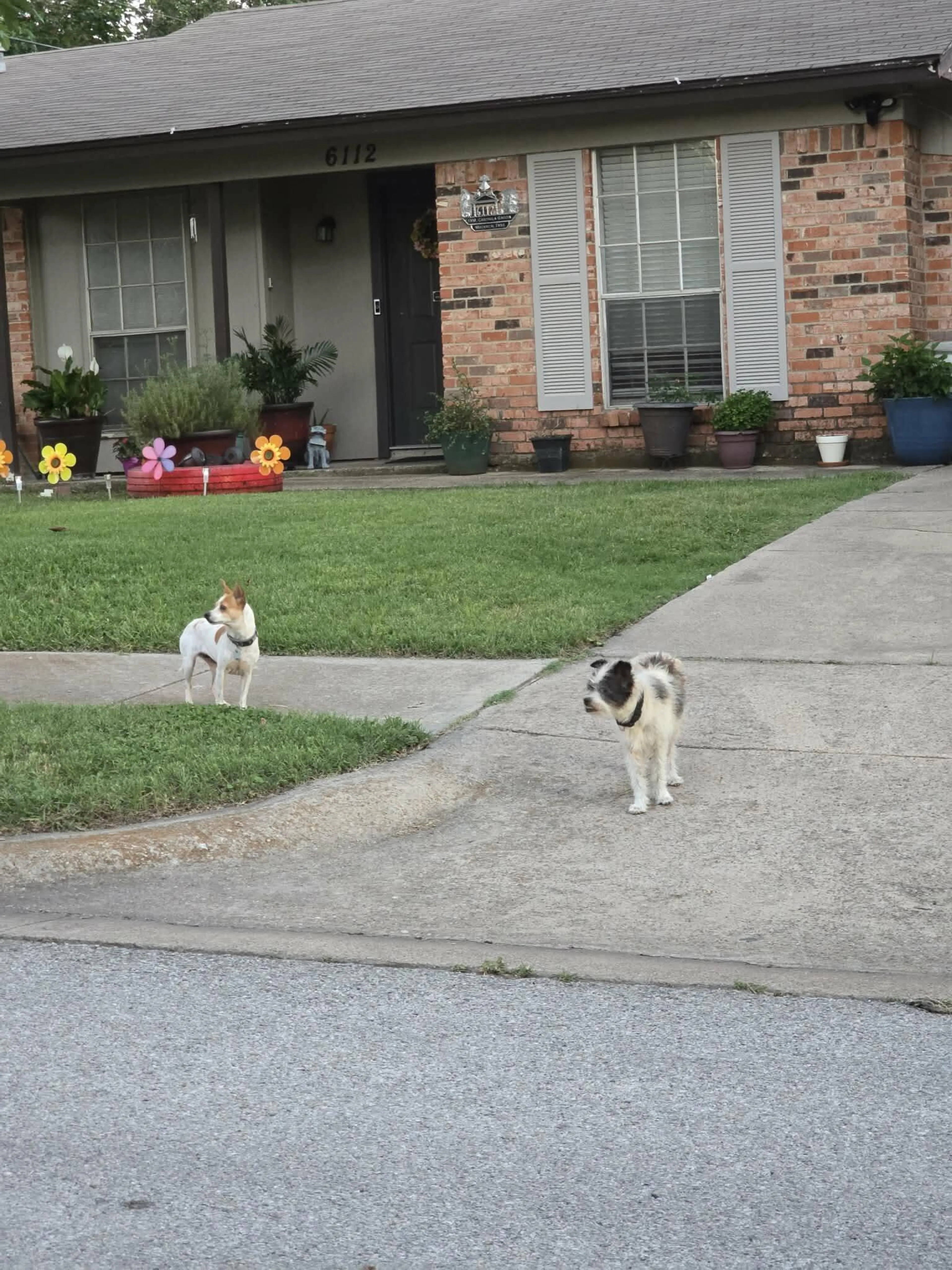 Lost pet