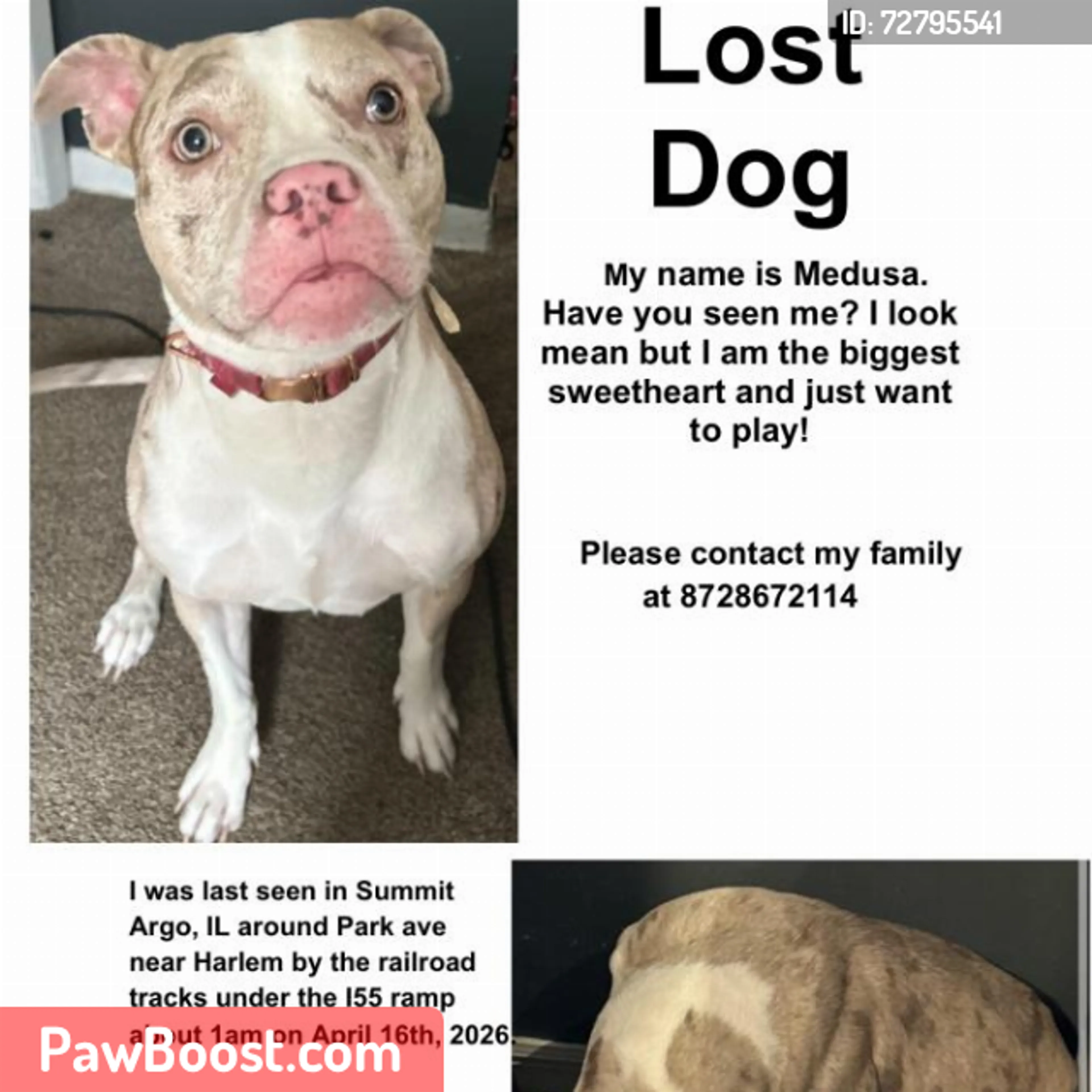 Lost pet