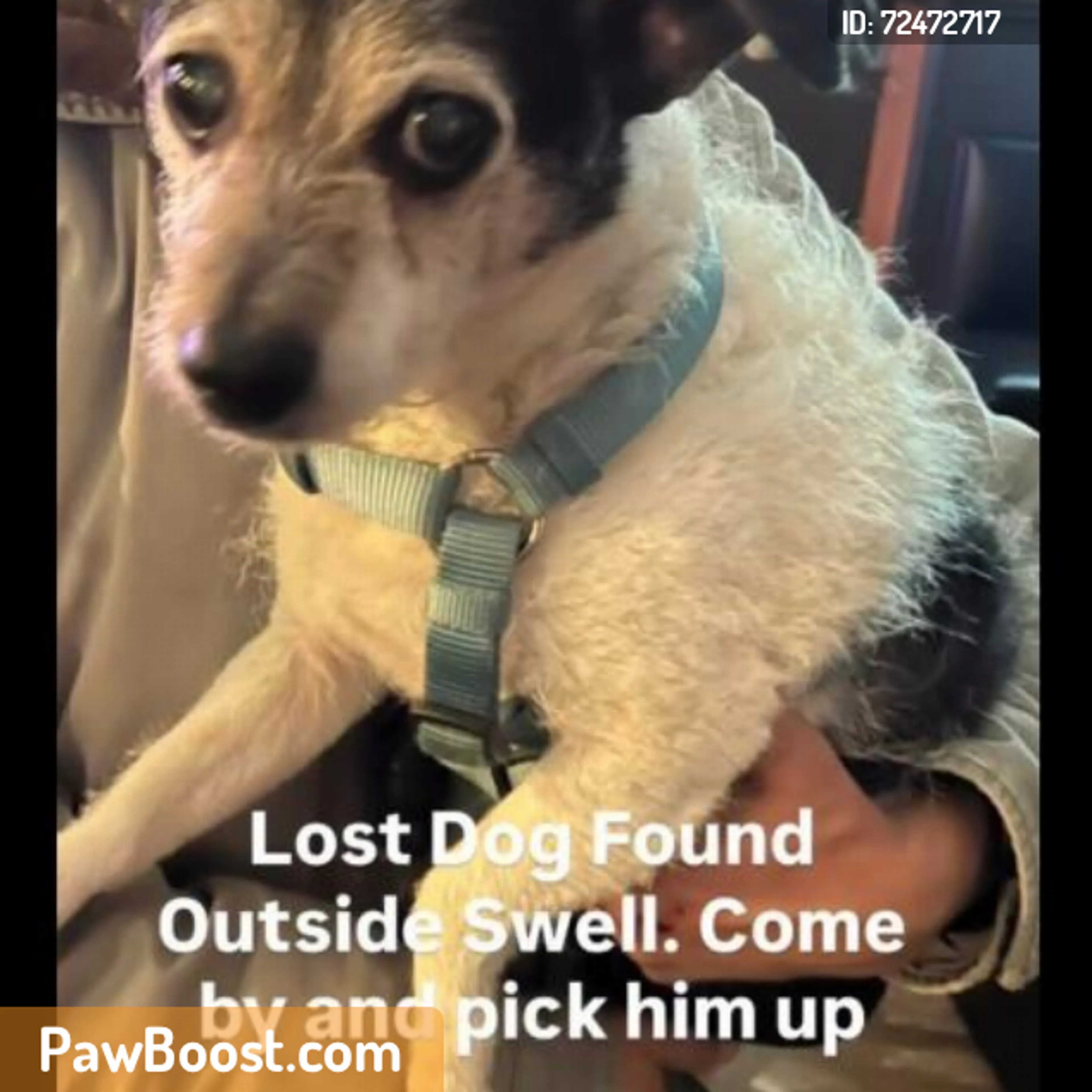 Found pet