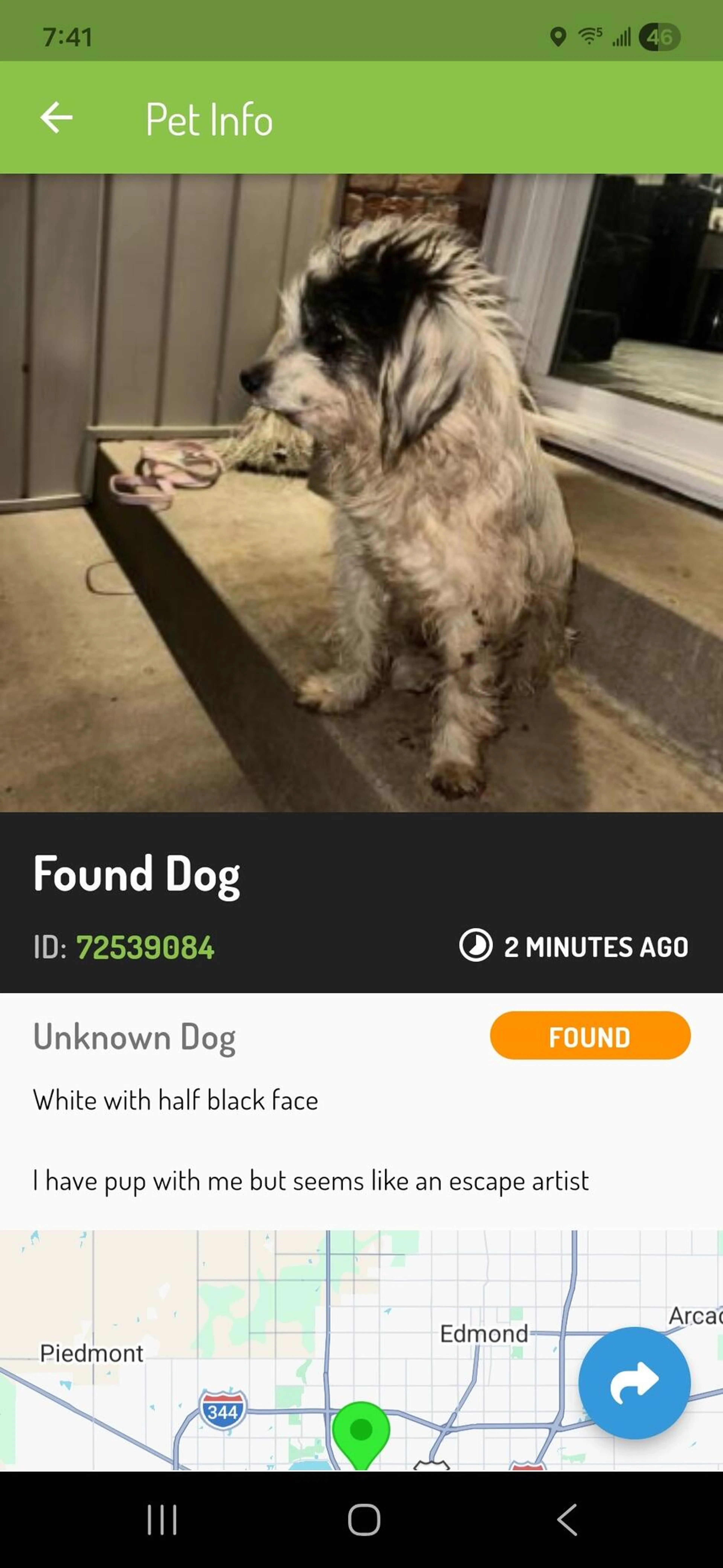 Found pet