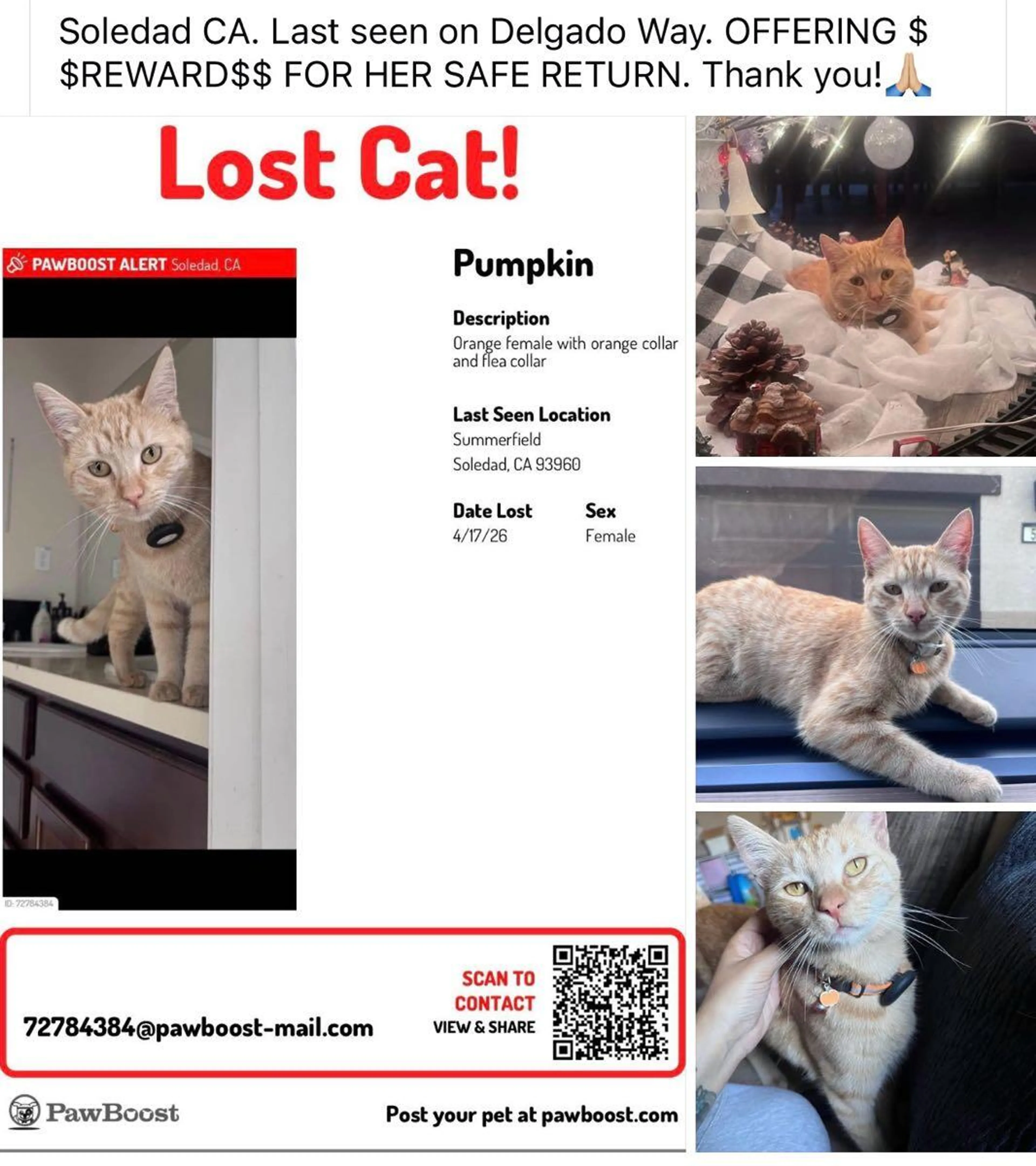 Lost pet