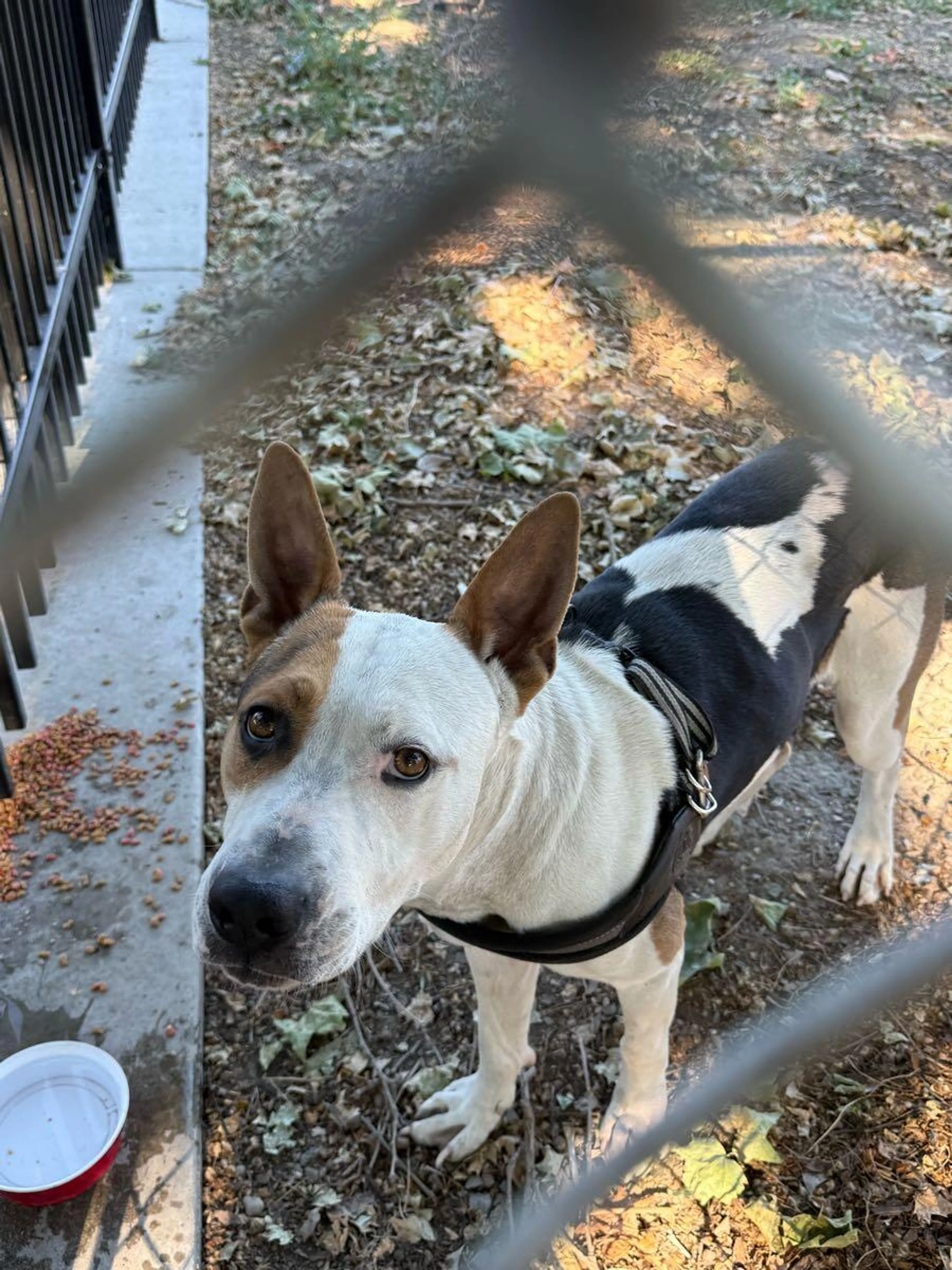 Found pet