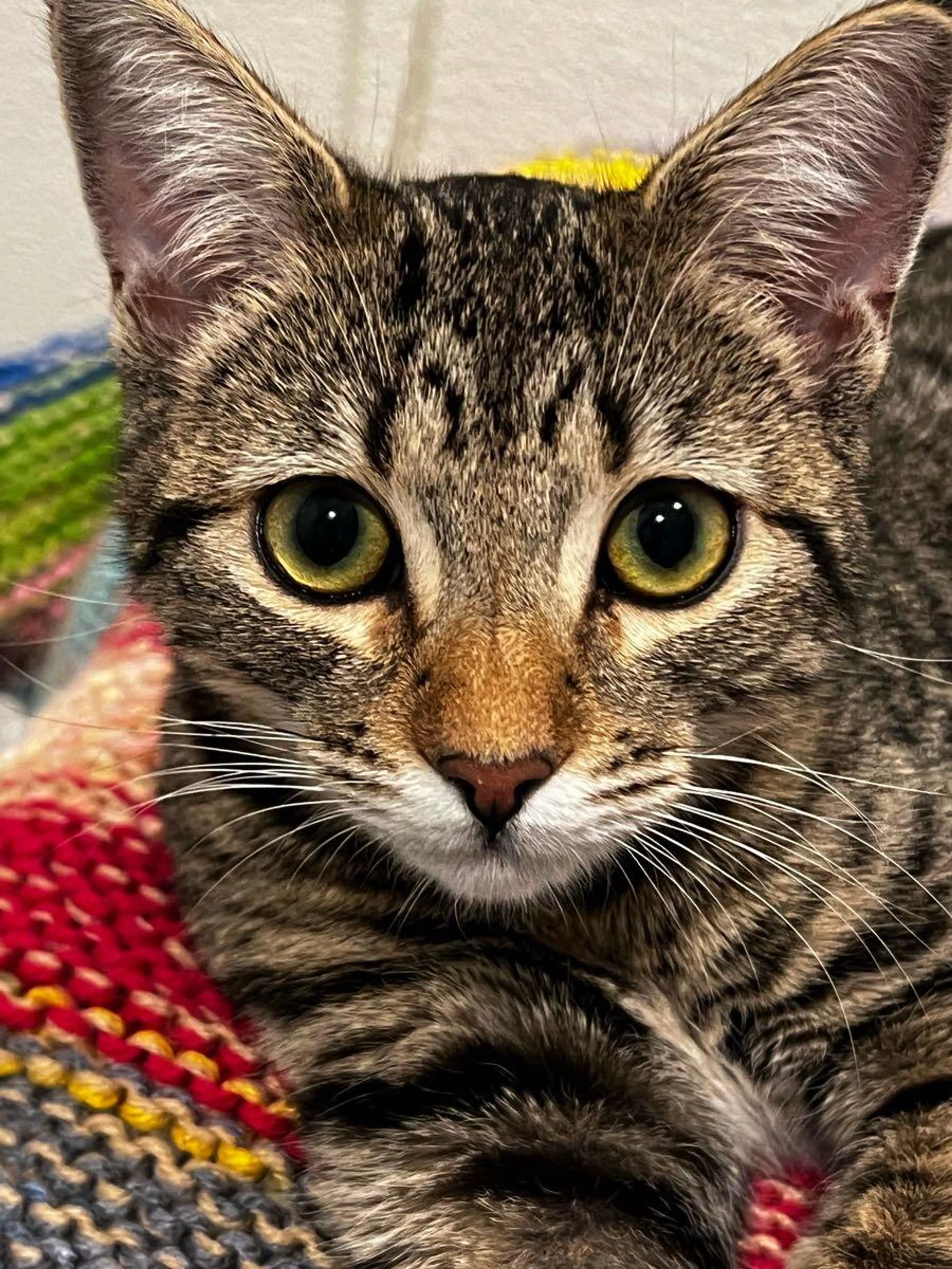 Lost pet