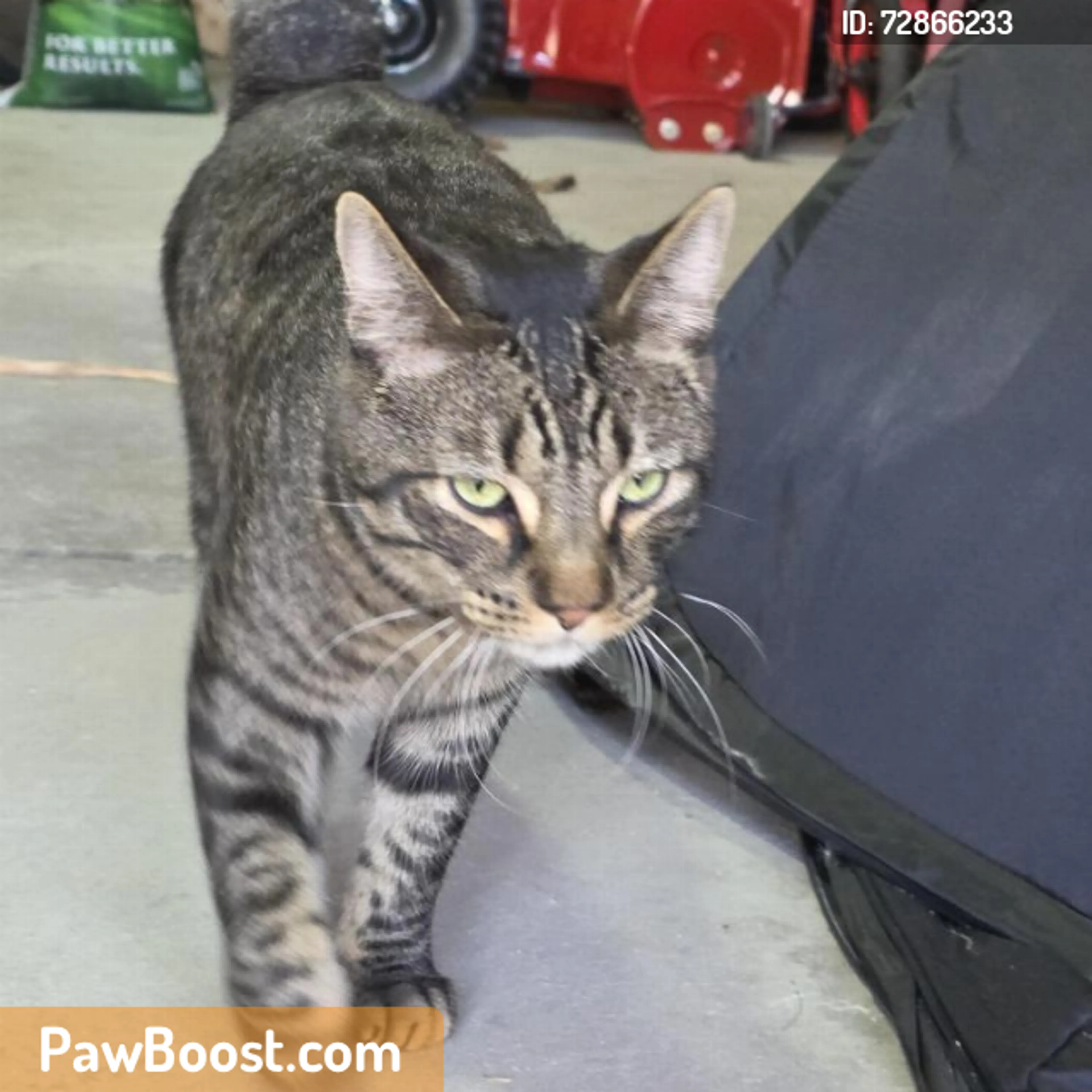 Found pet