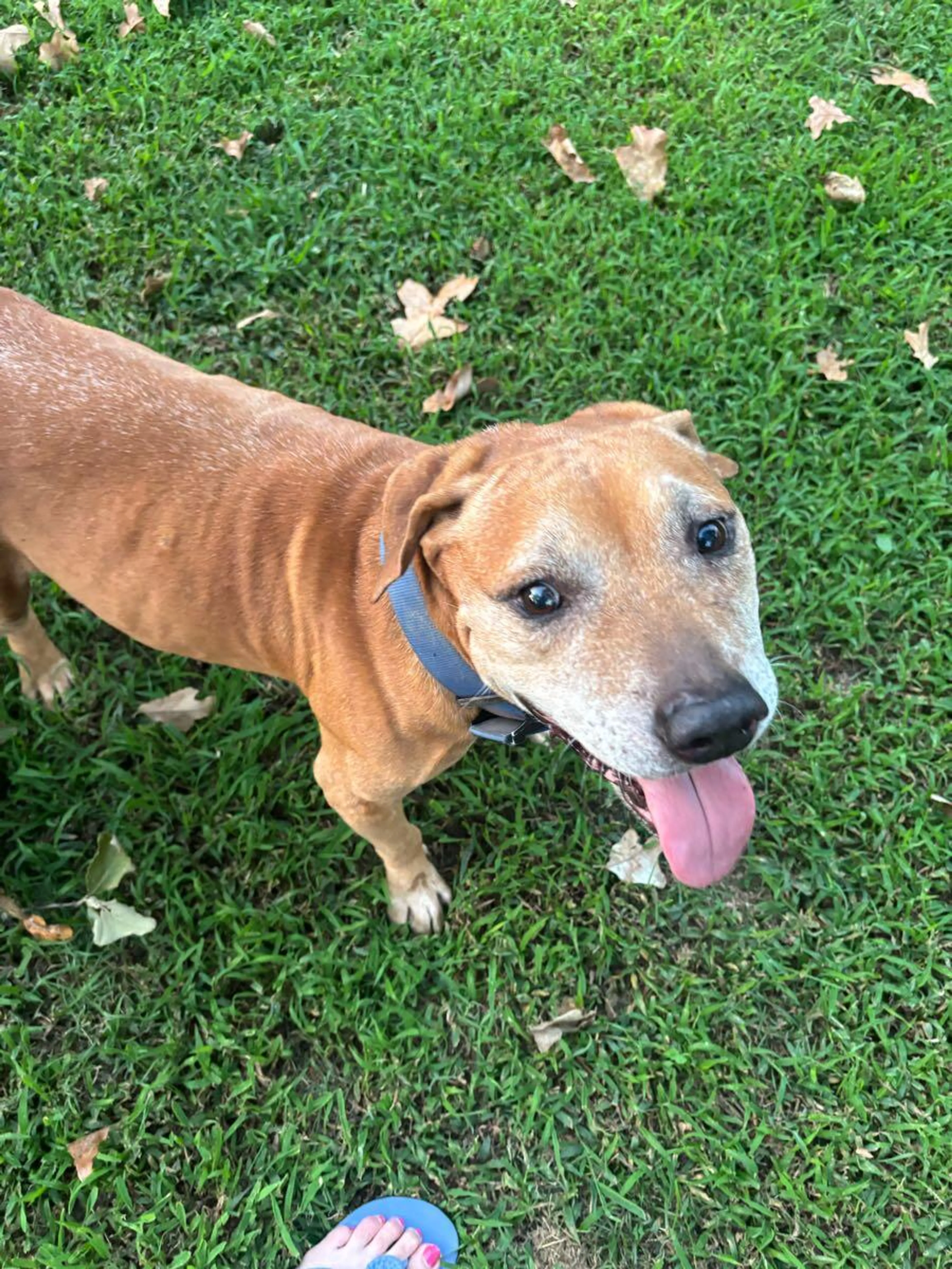cdn image