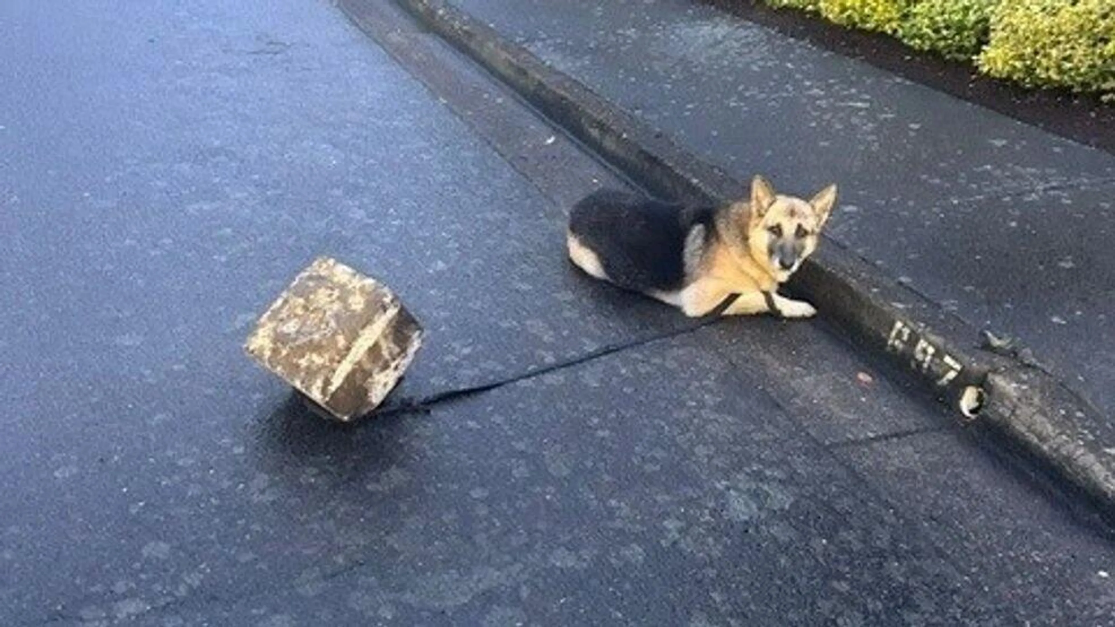 Found pet