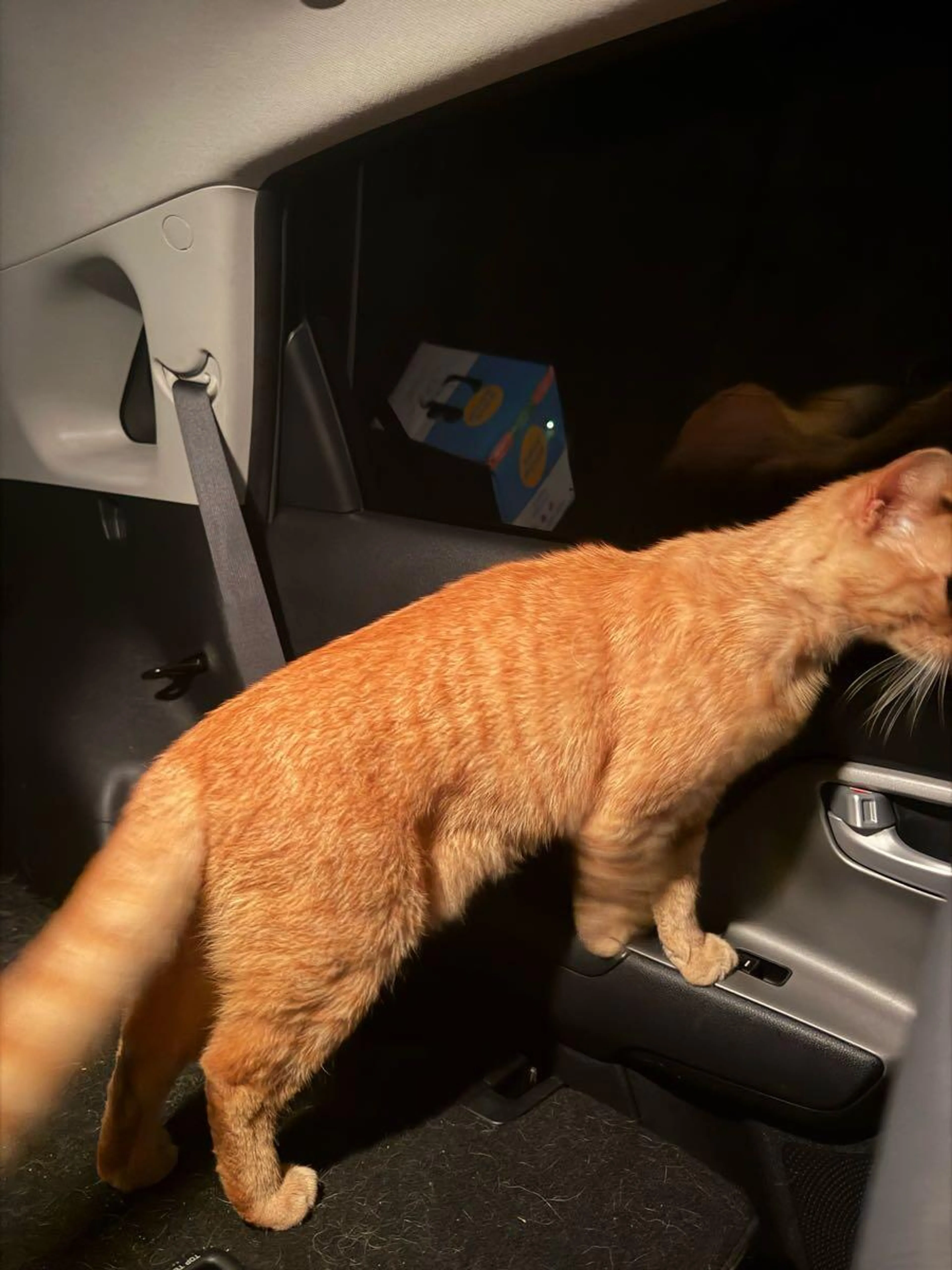 Found pet