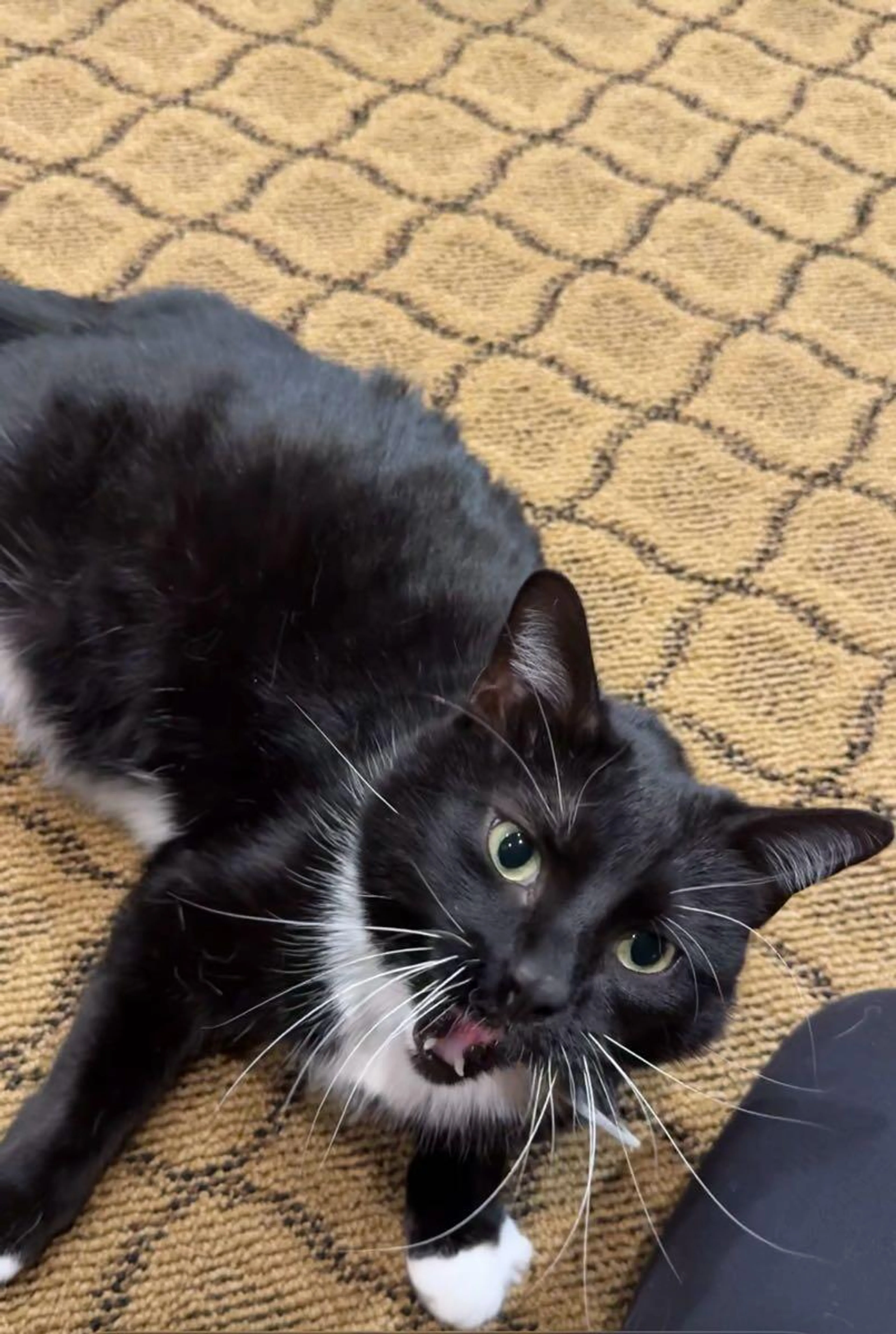 Lost pet