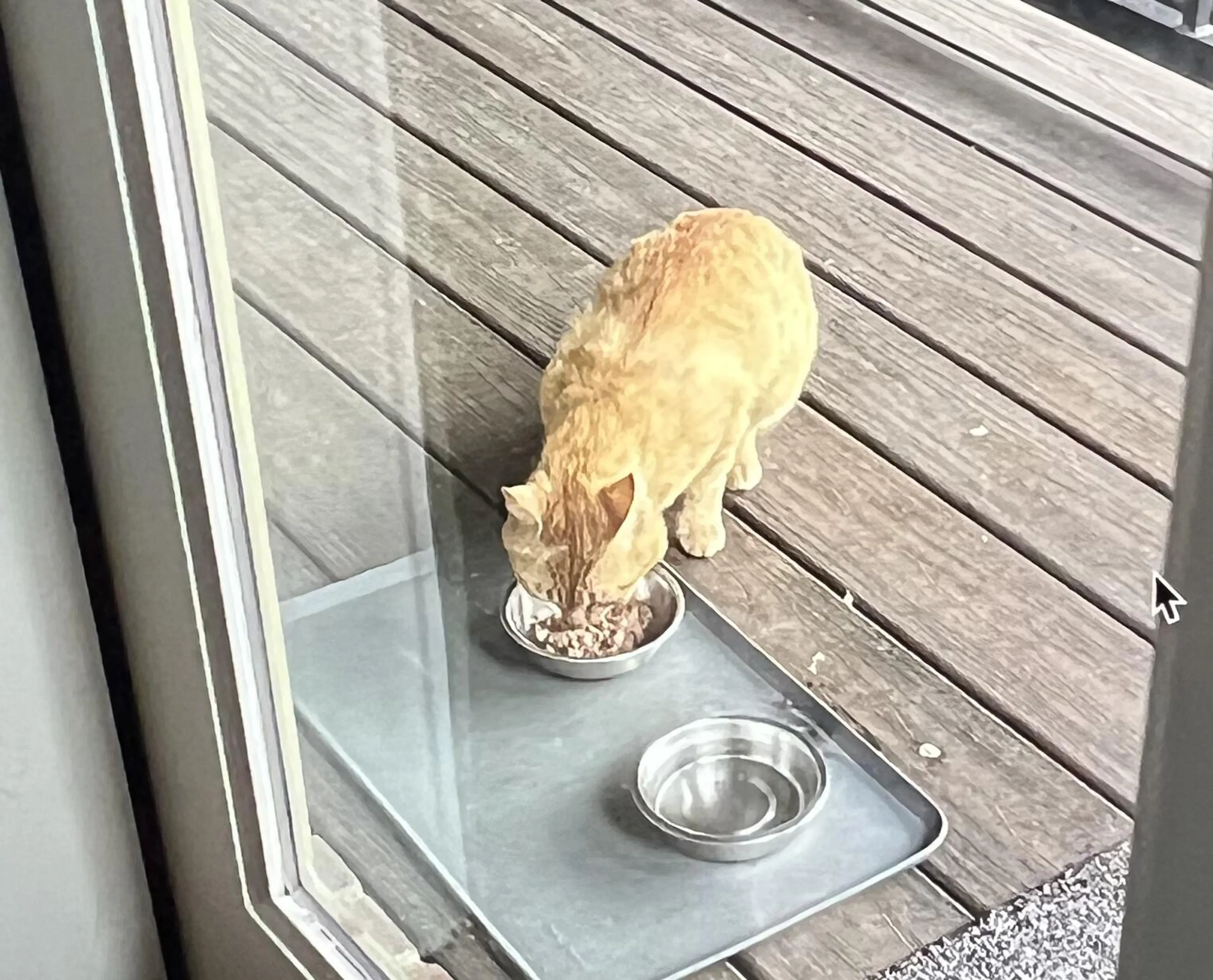 Found pet