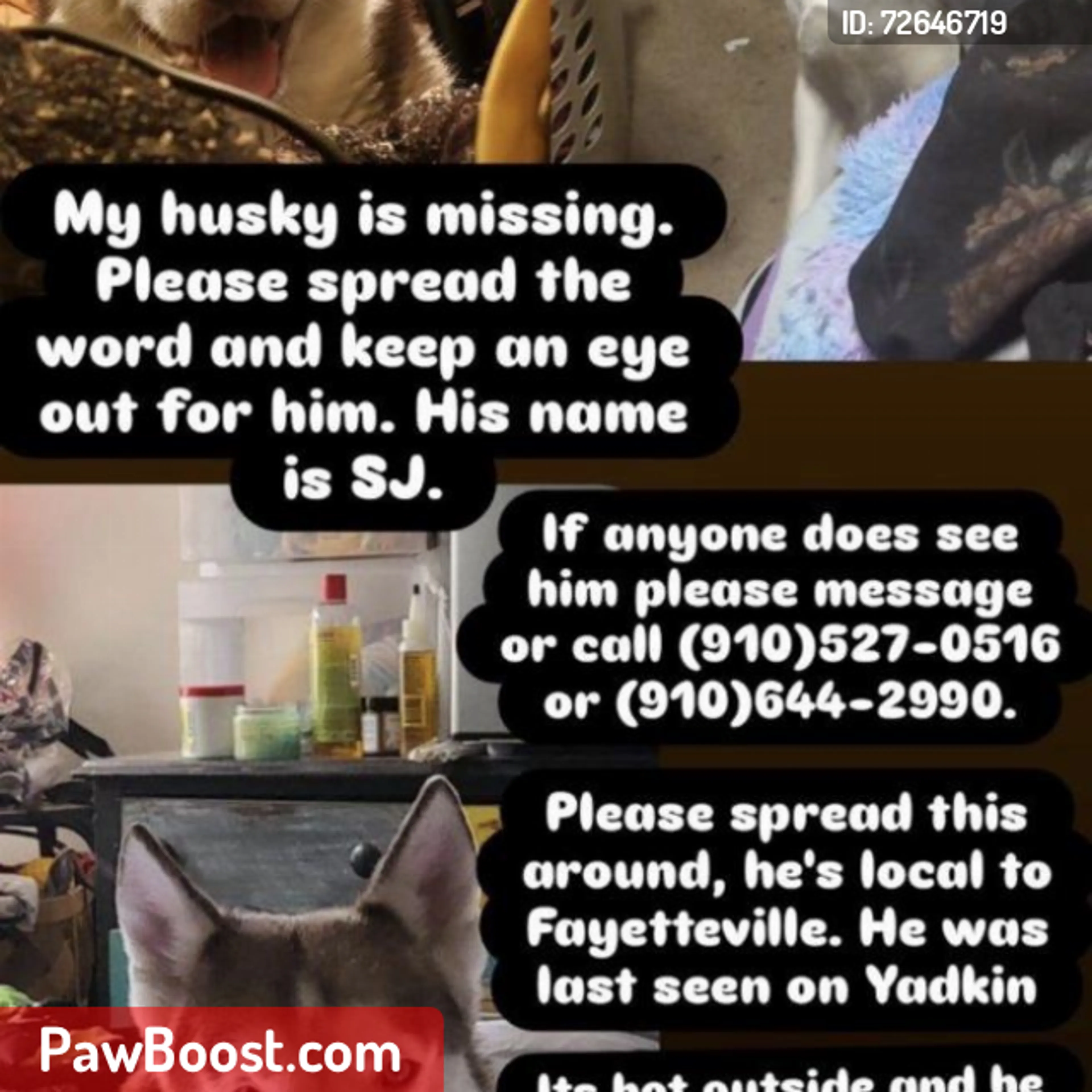 Lost pet
