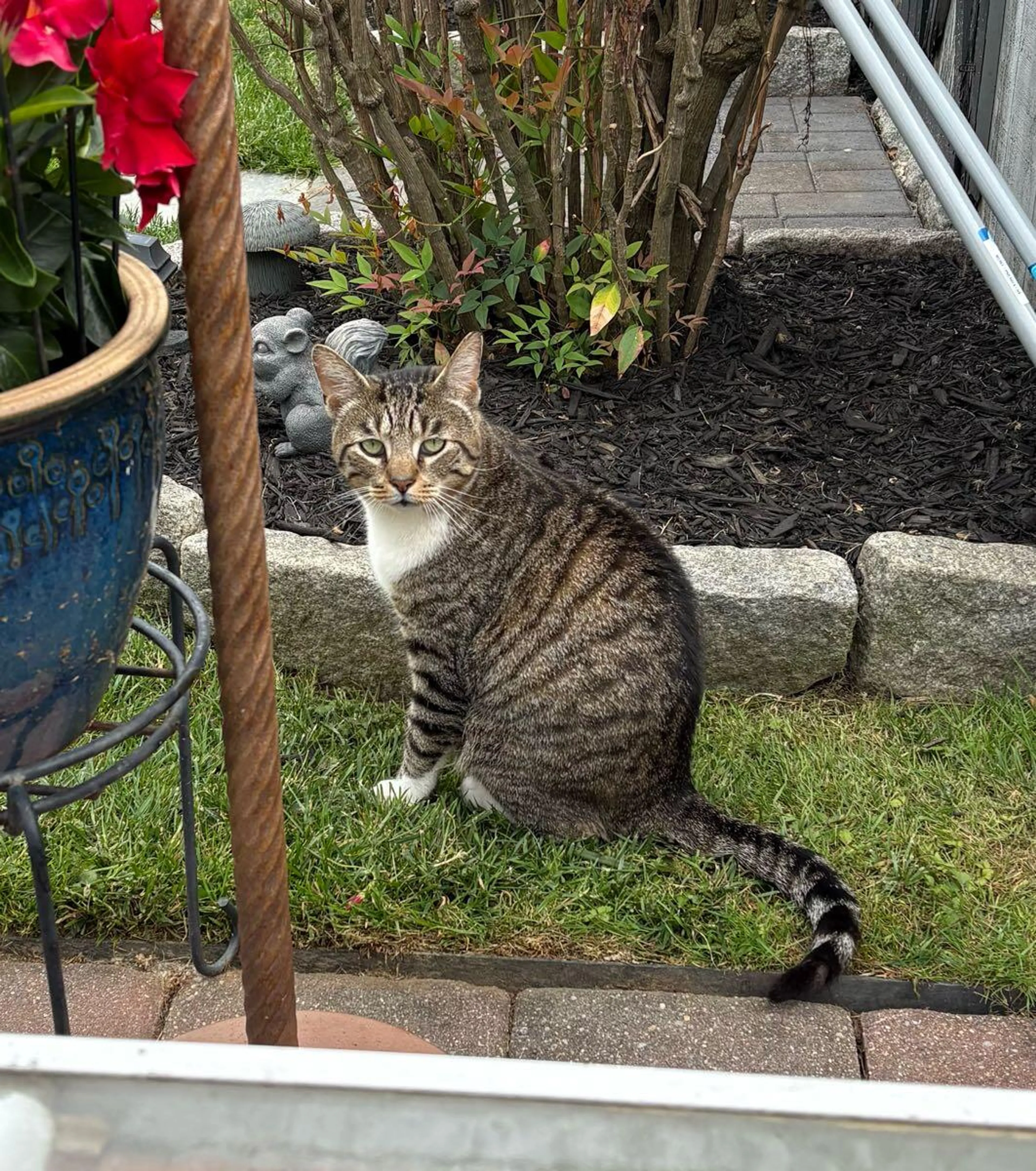 Found pet