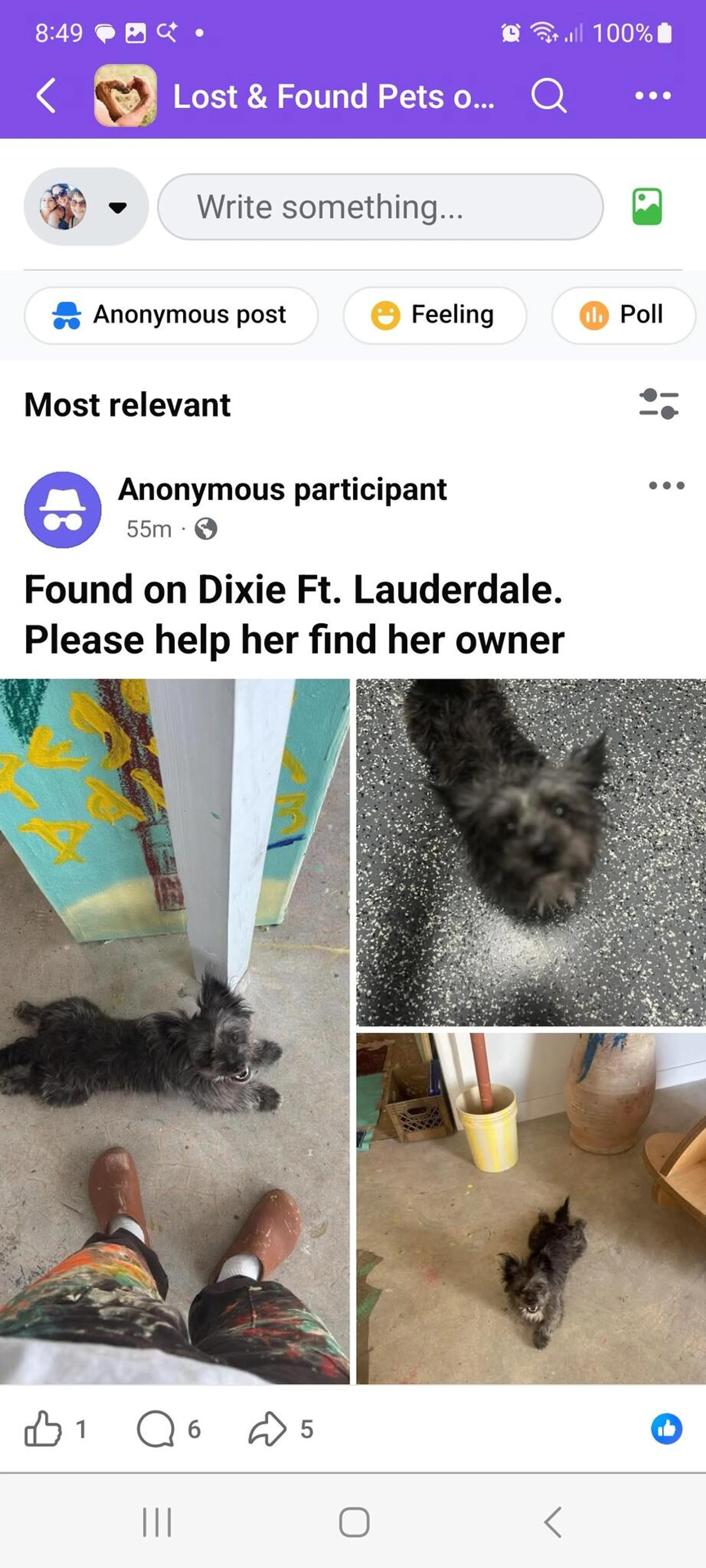 Found pet