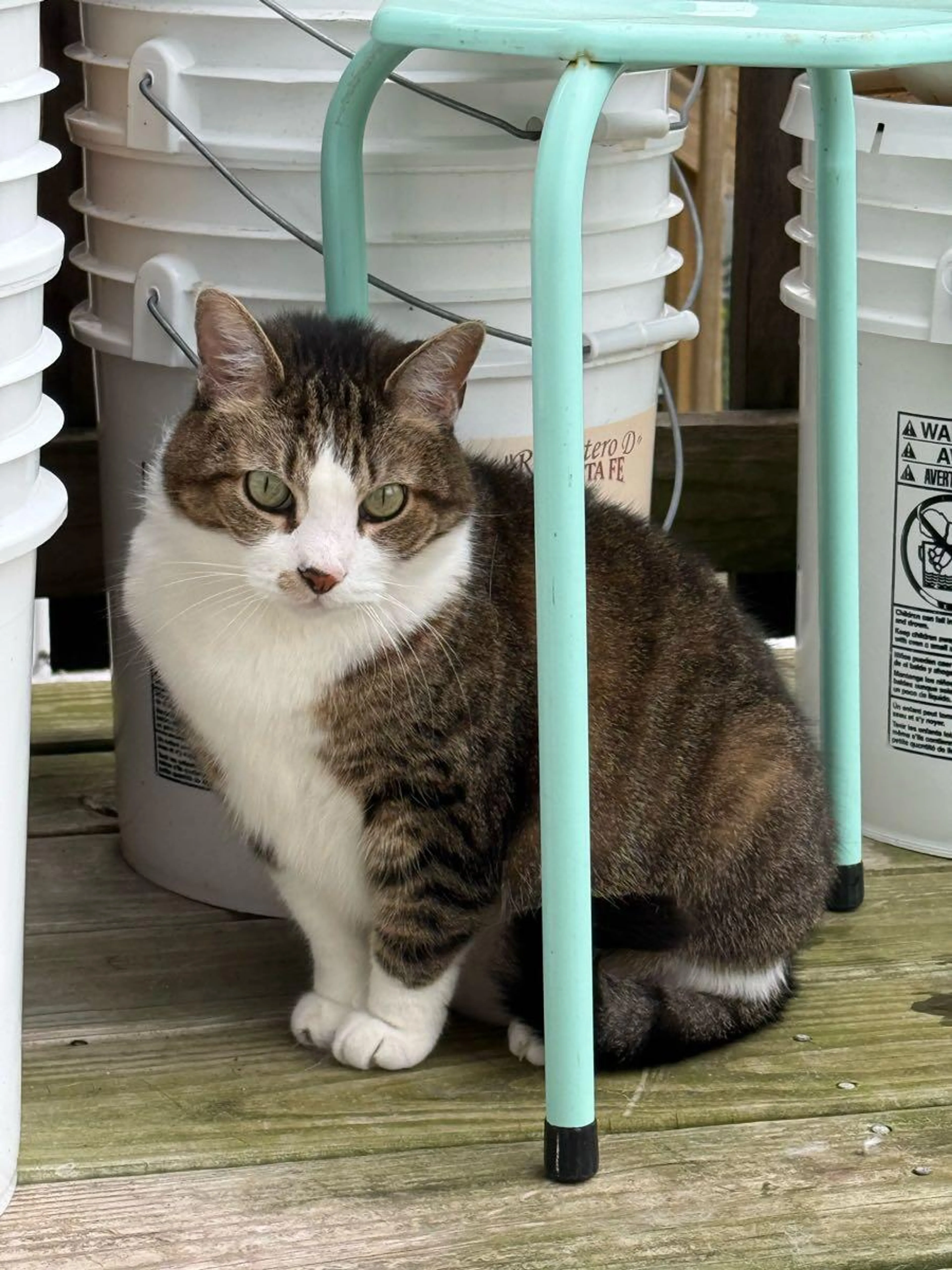 Found pet