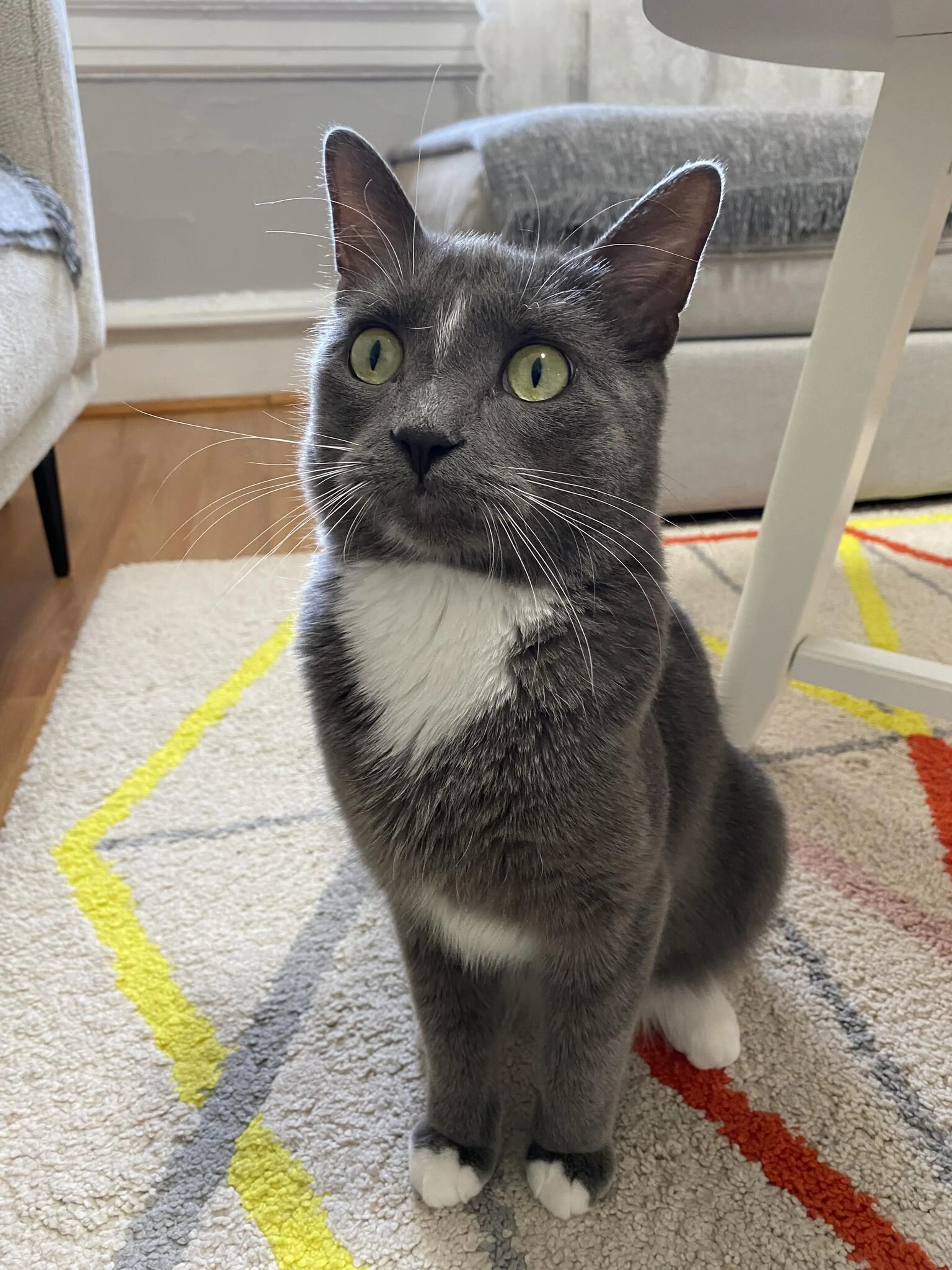 Lost pet