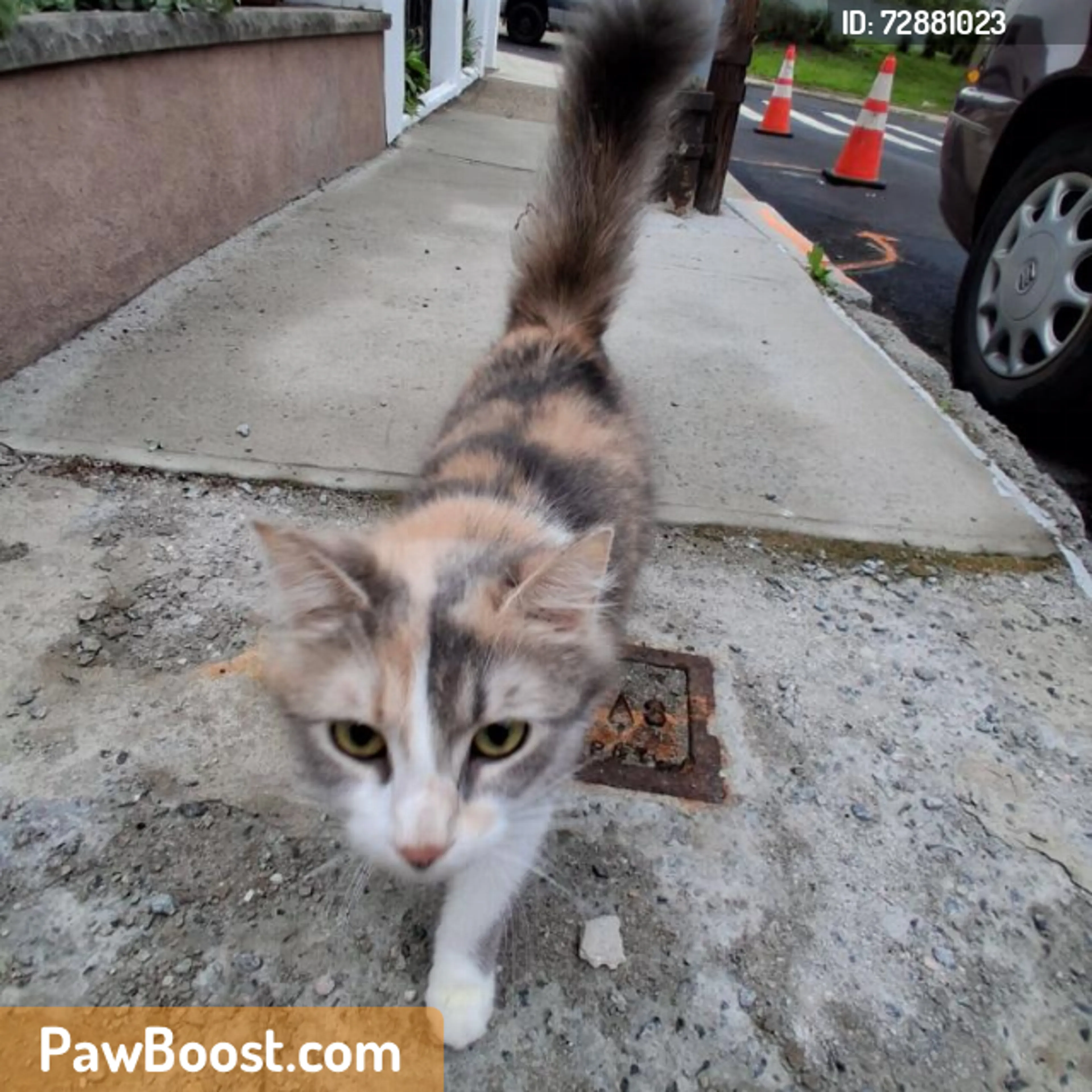 Found pet