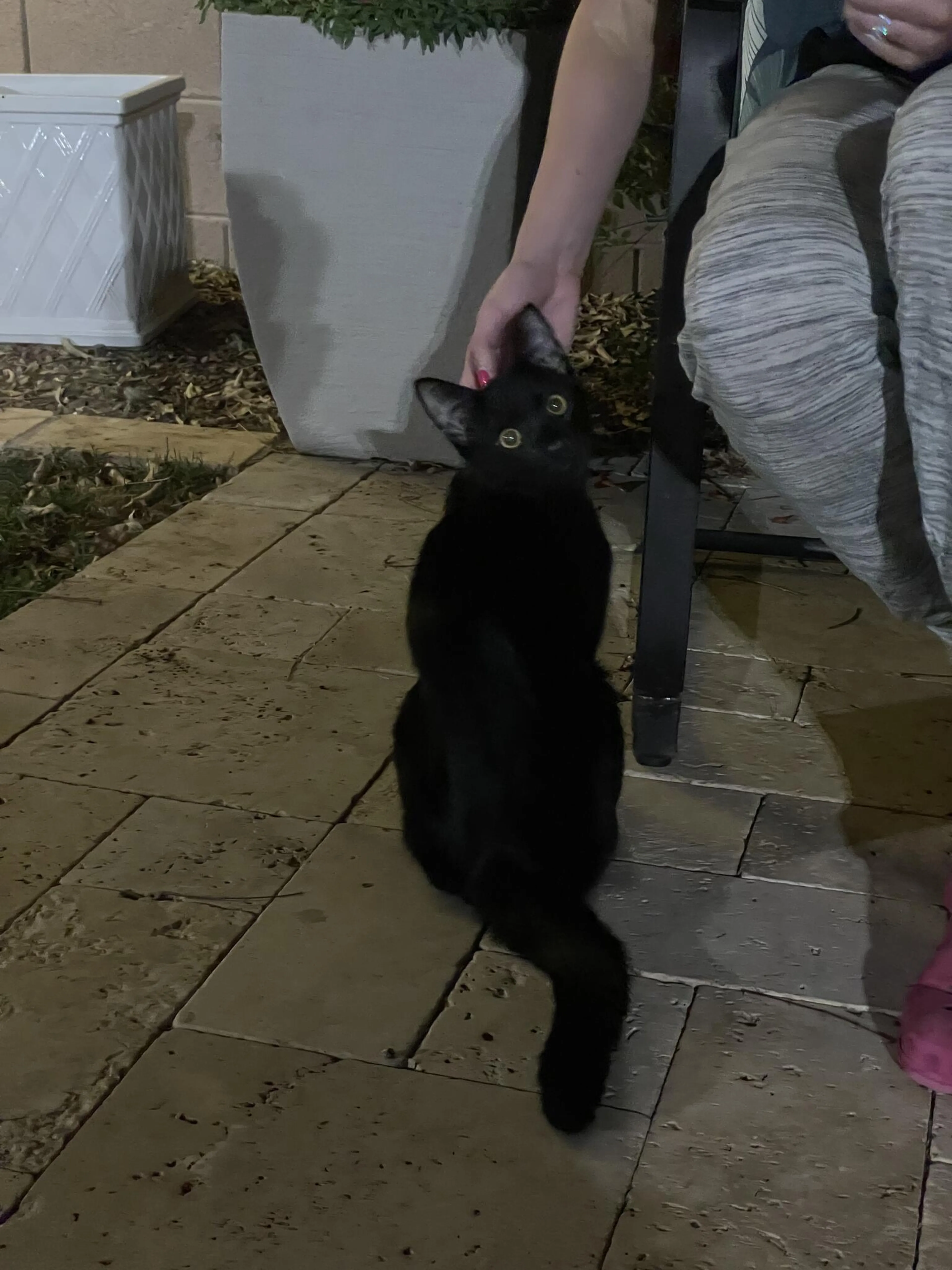Found pet