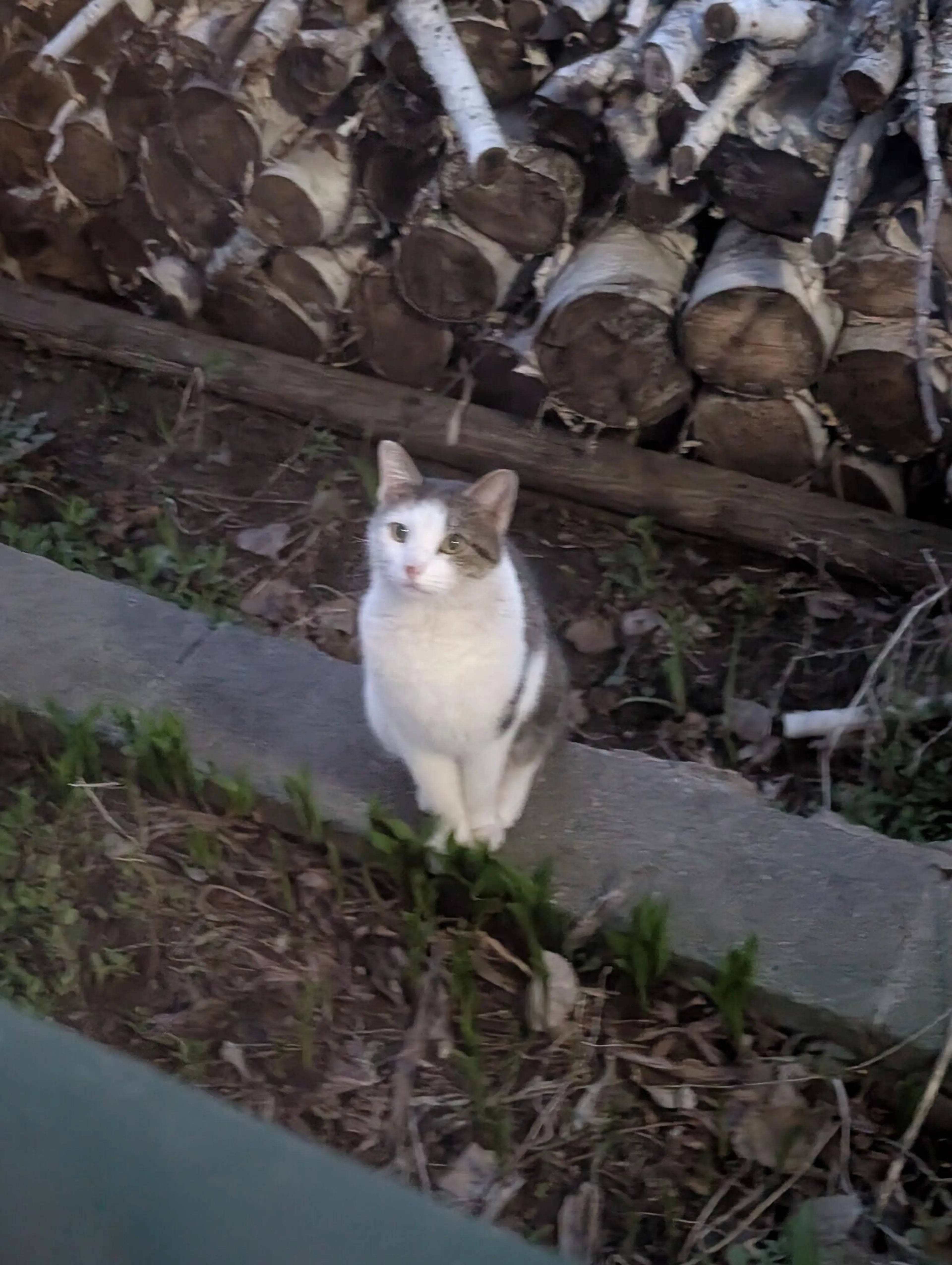 Found pet