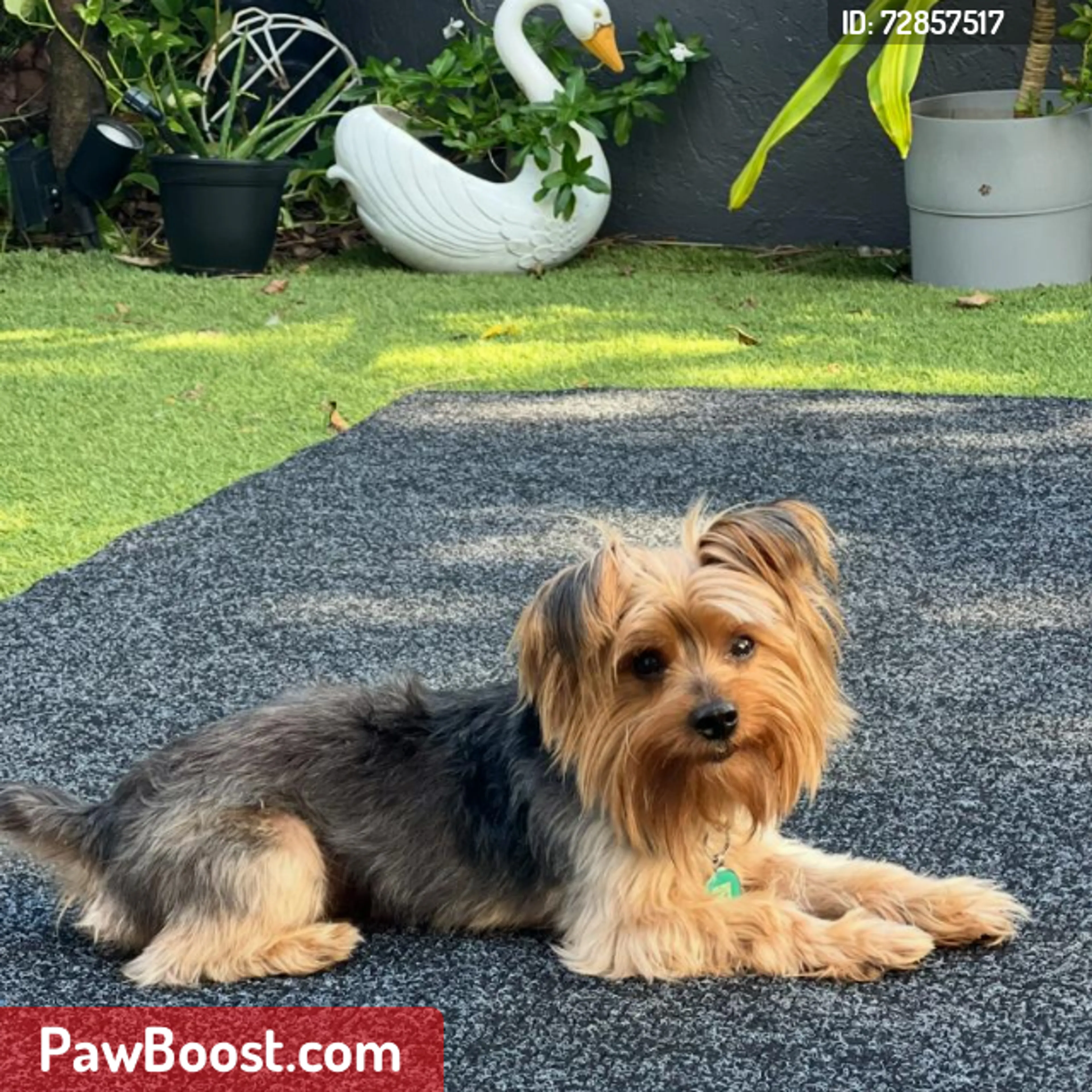 Lost pet