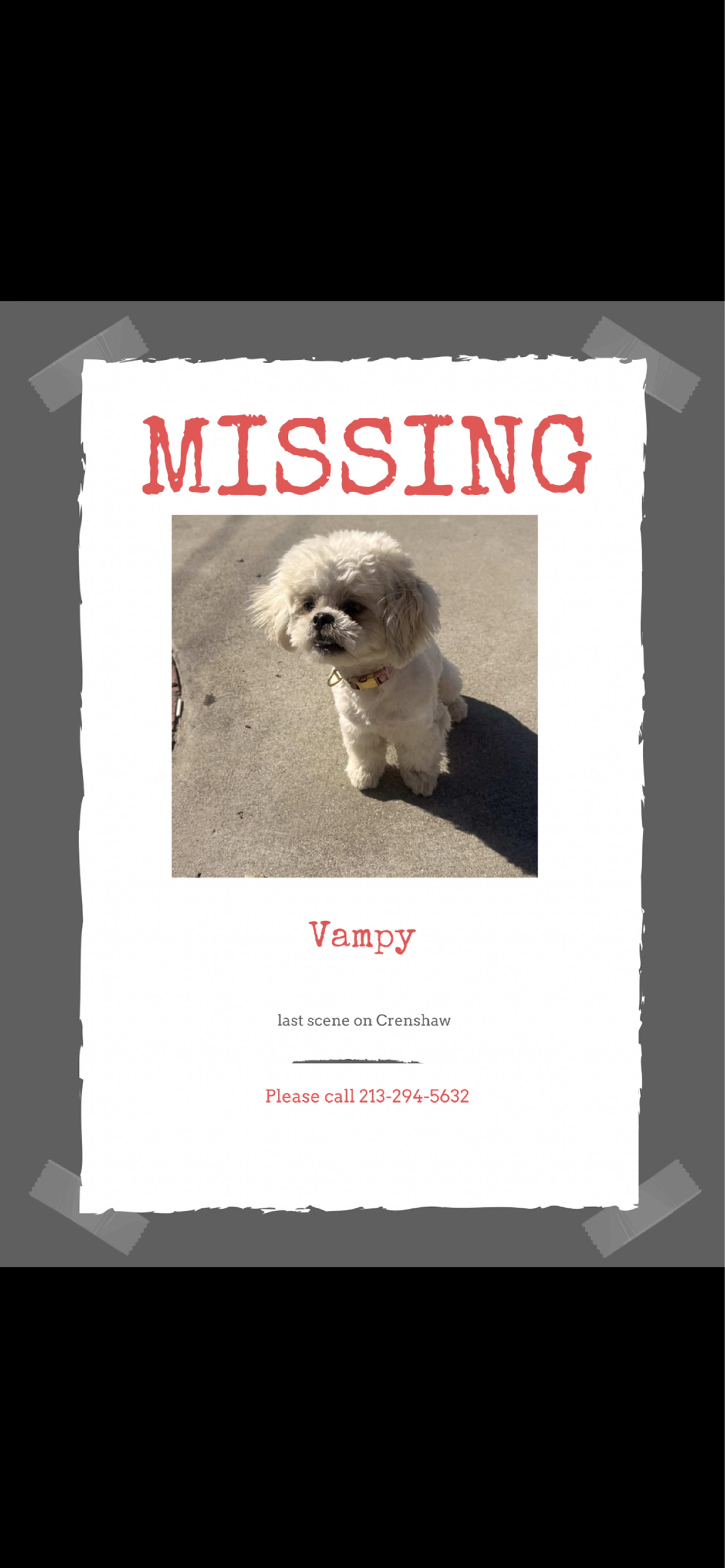 Lost pet
